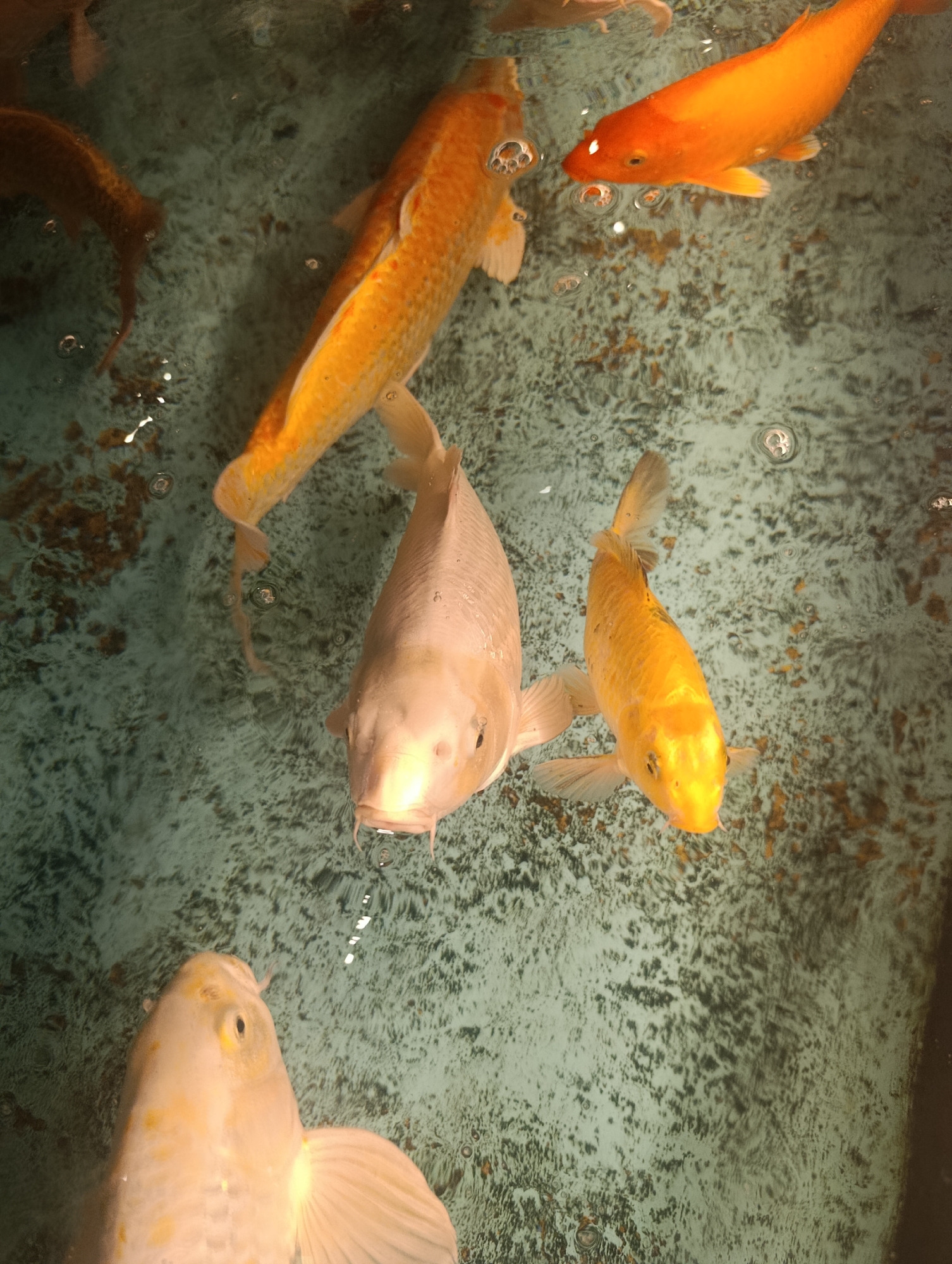 Colorful koi fish observed in Pampatar commercial space