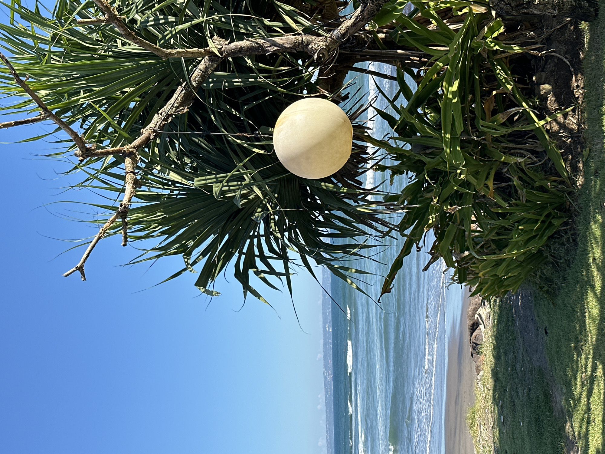 Yellow spherical object spotted hanging from tree at outdoor venue