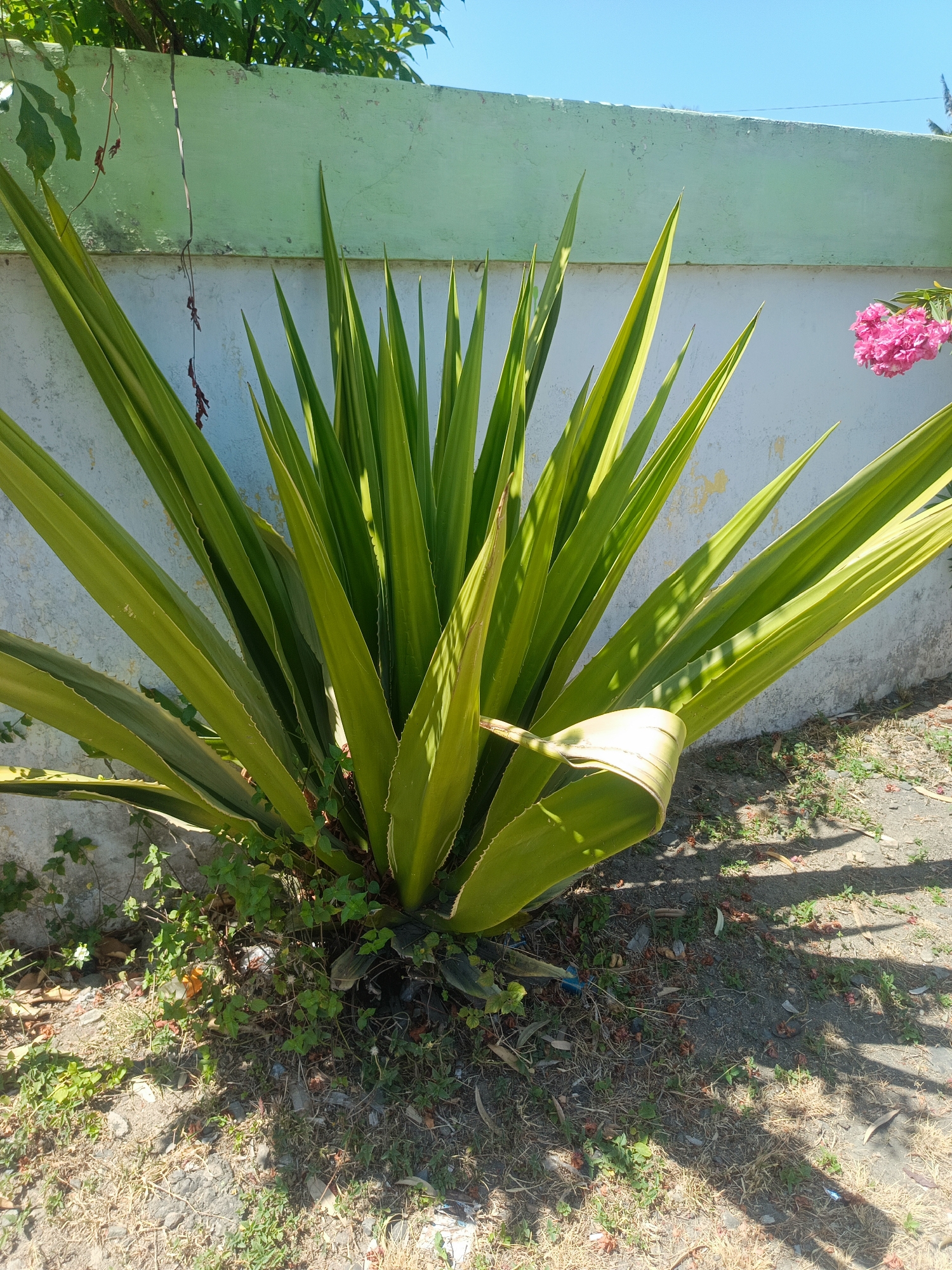 Agave and oleander in bloom, Luwoo garden
