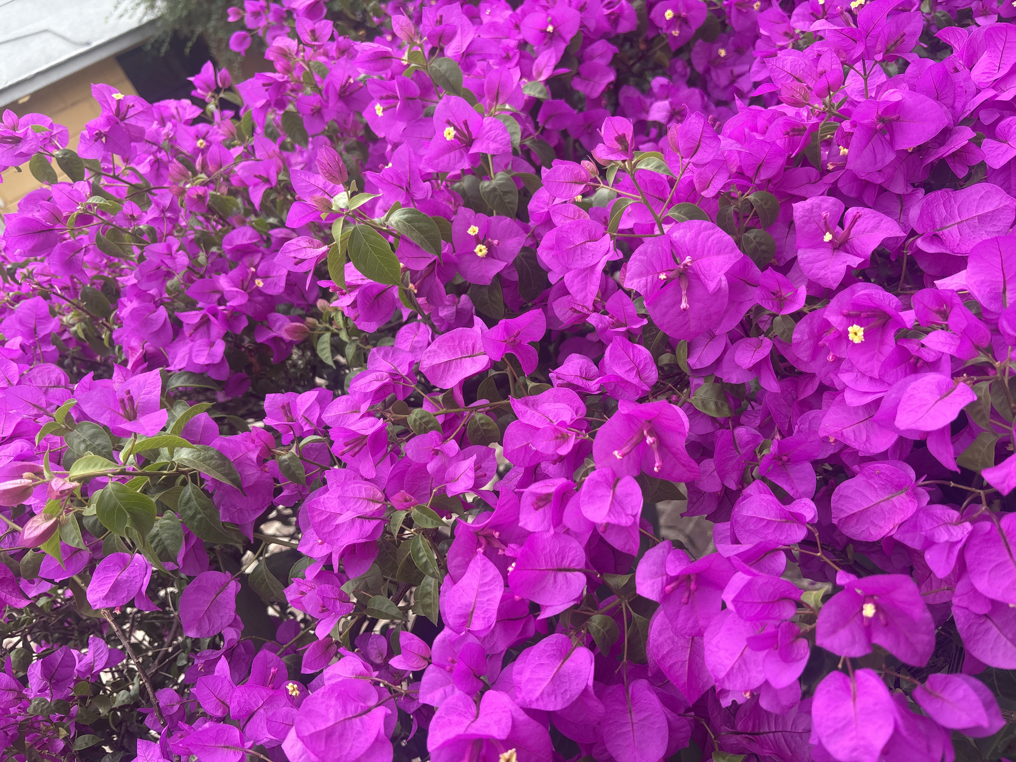 Evening flora documentation captures bougainvillea blooms, palm trees in Cuernavaca
