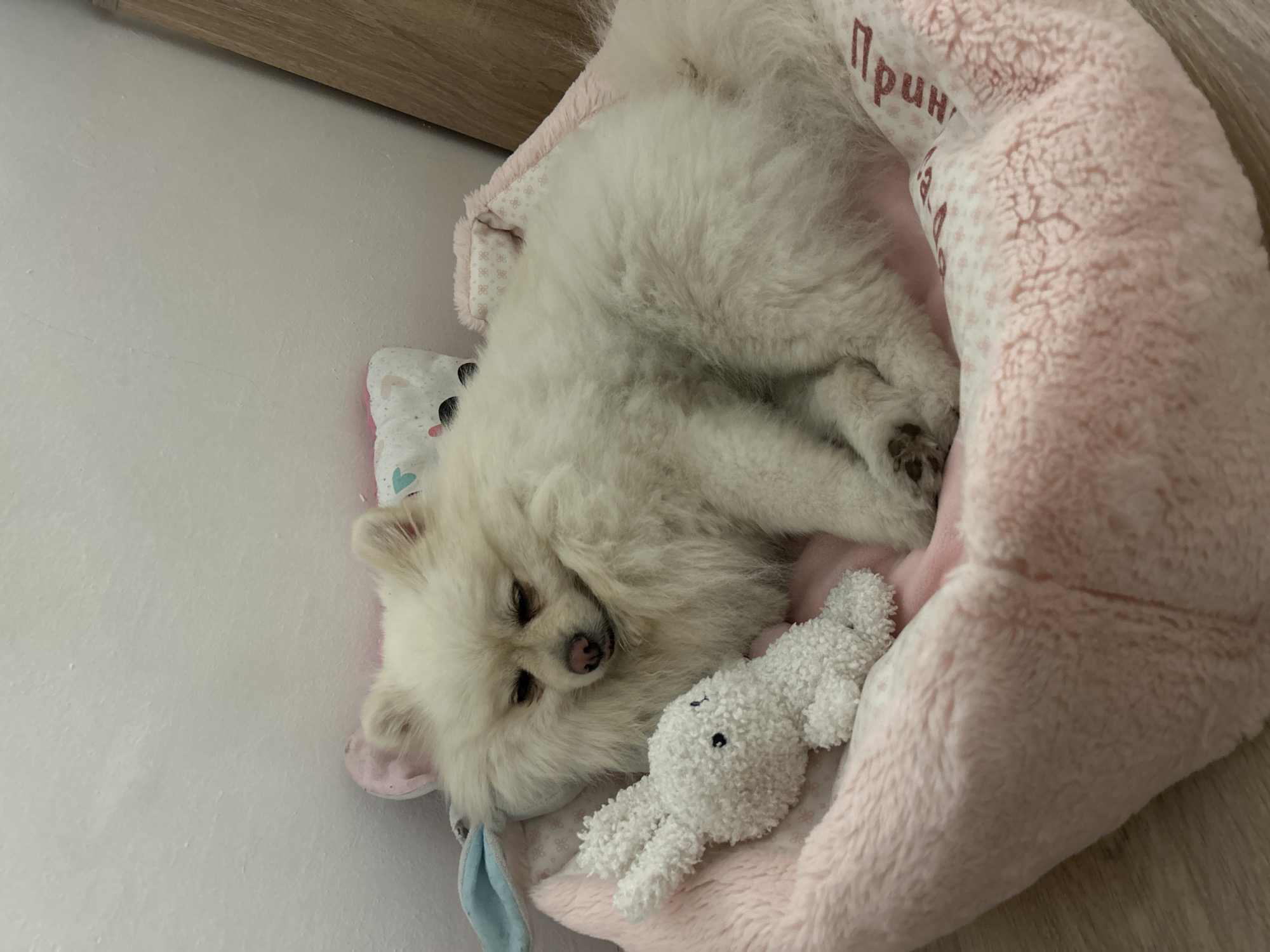 Pomeranian and kitten at rest in a Varna home