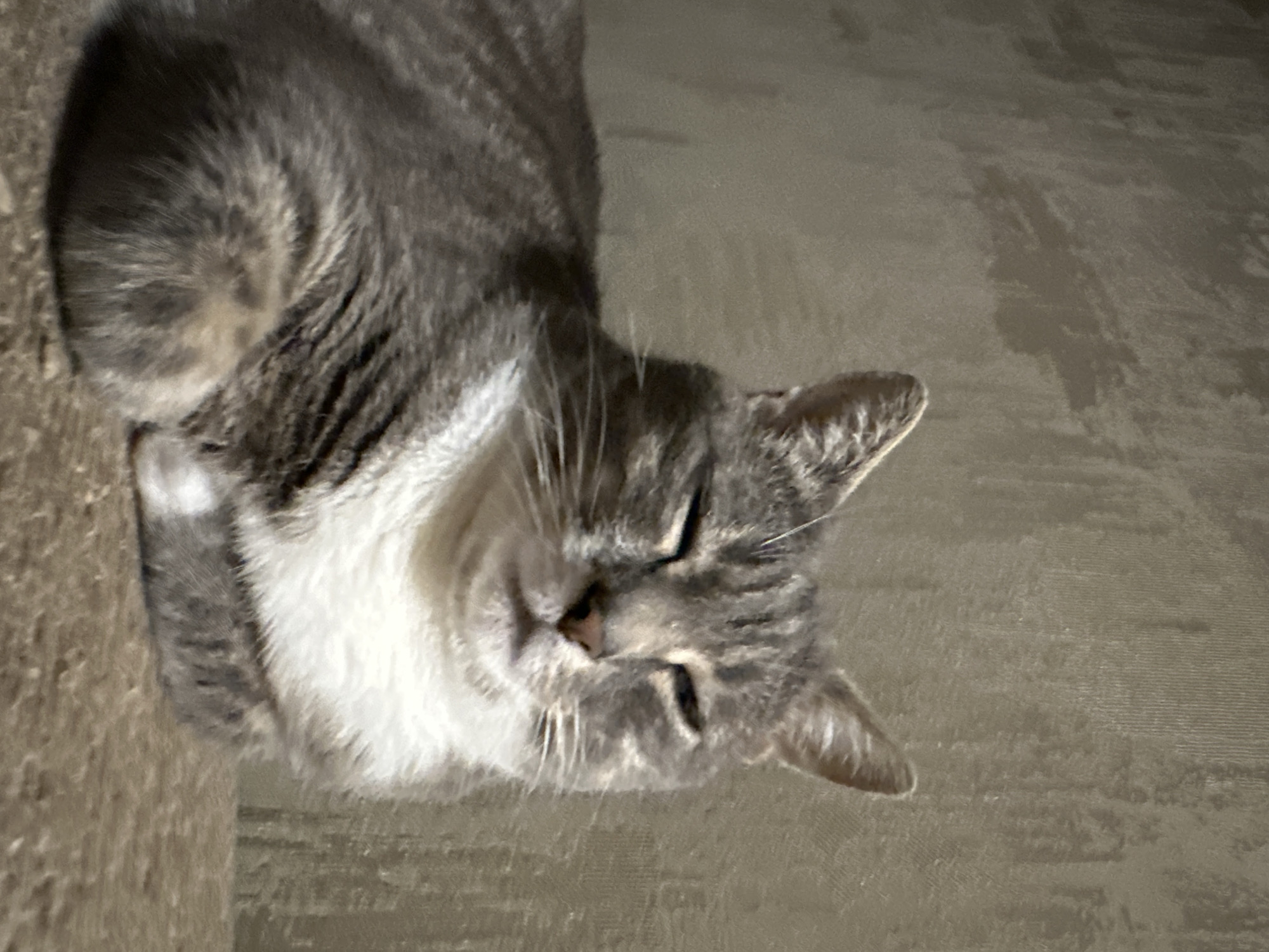 Tabby cat's evening routine: drinking, resting, and playing indoors