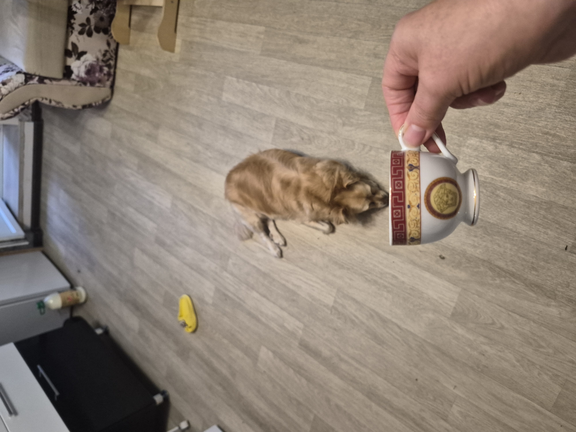 Lazy afternoon at home in Nyagan with a dog and daily life