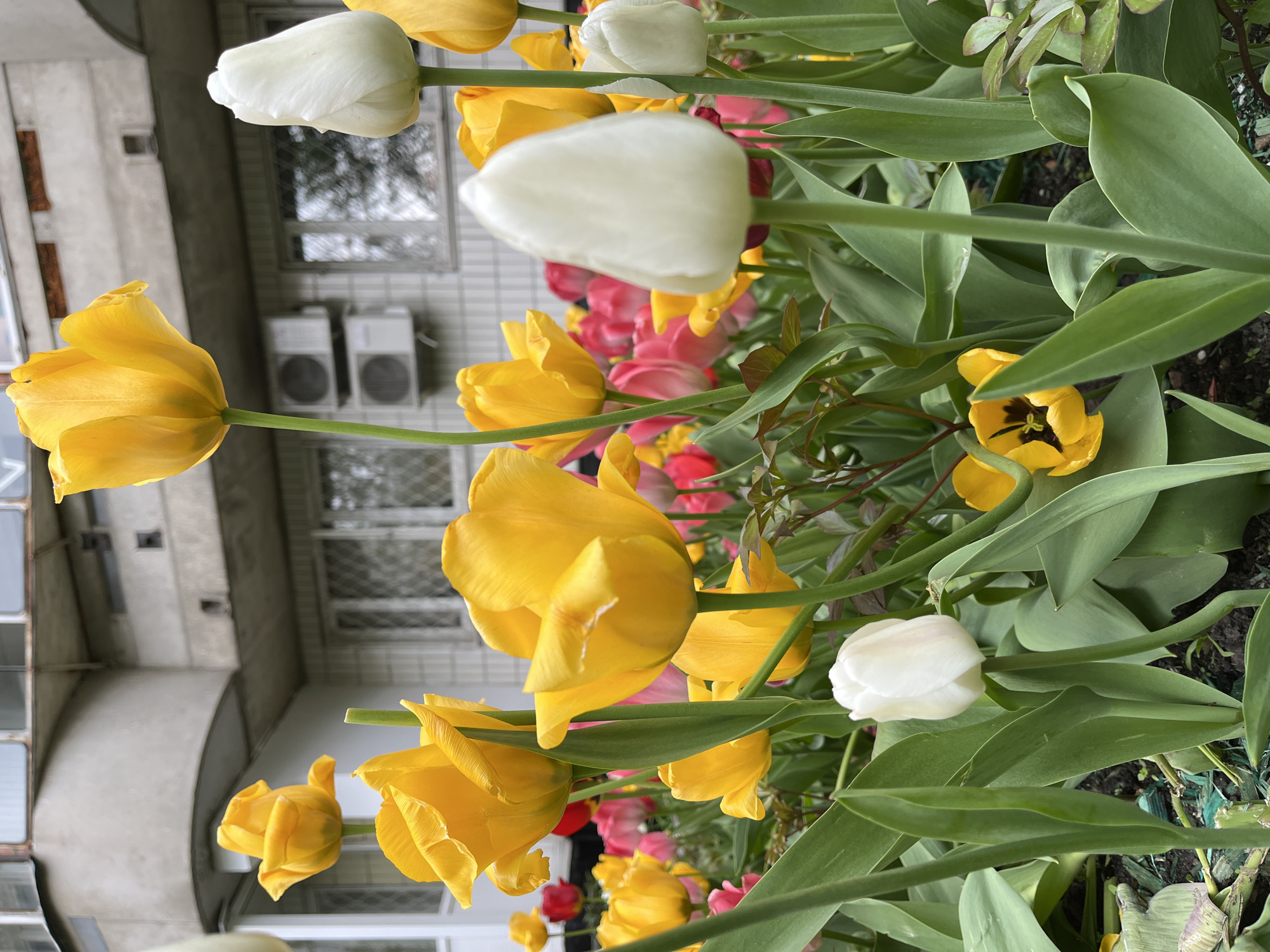 Spring tulips bloom outside Moscow building with barred windows