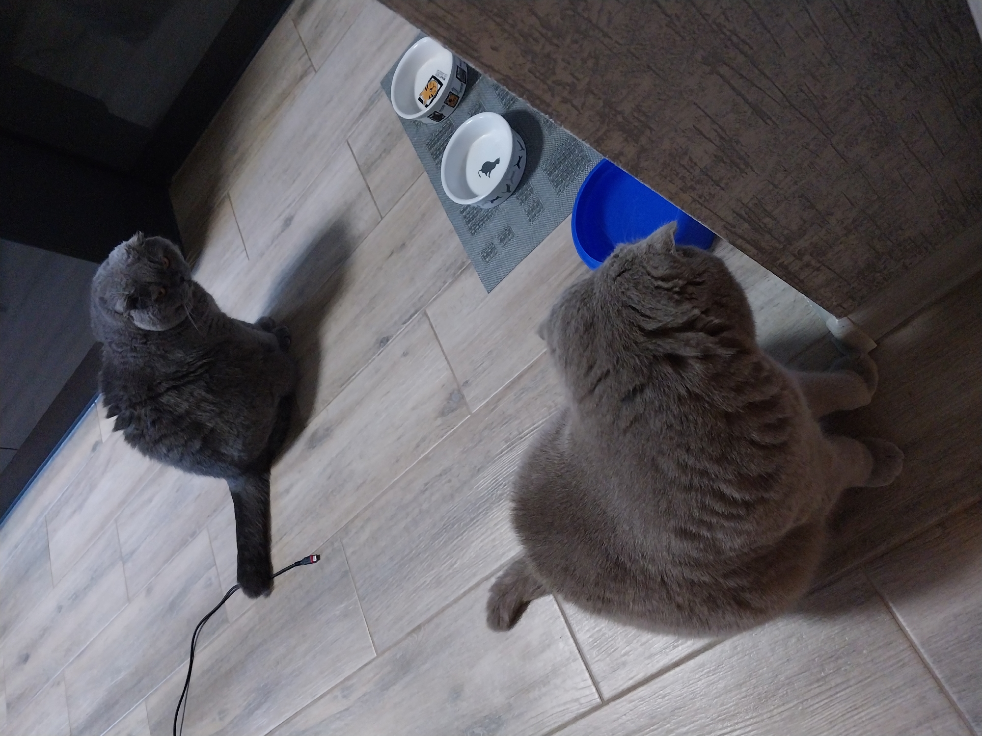 Scottish Fold cats at home in Dnipro