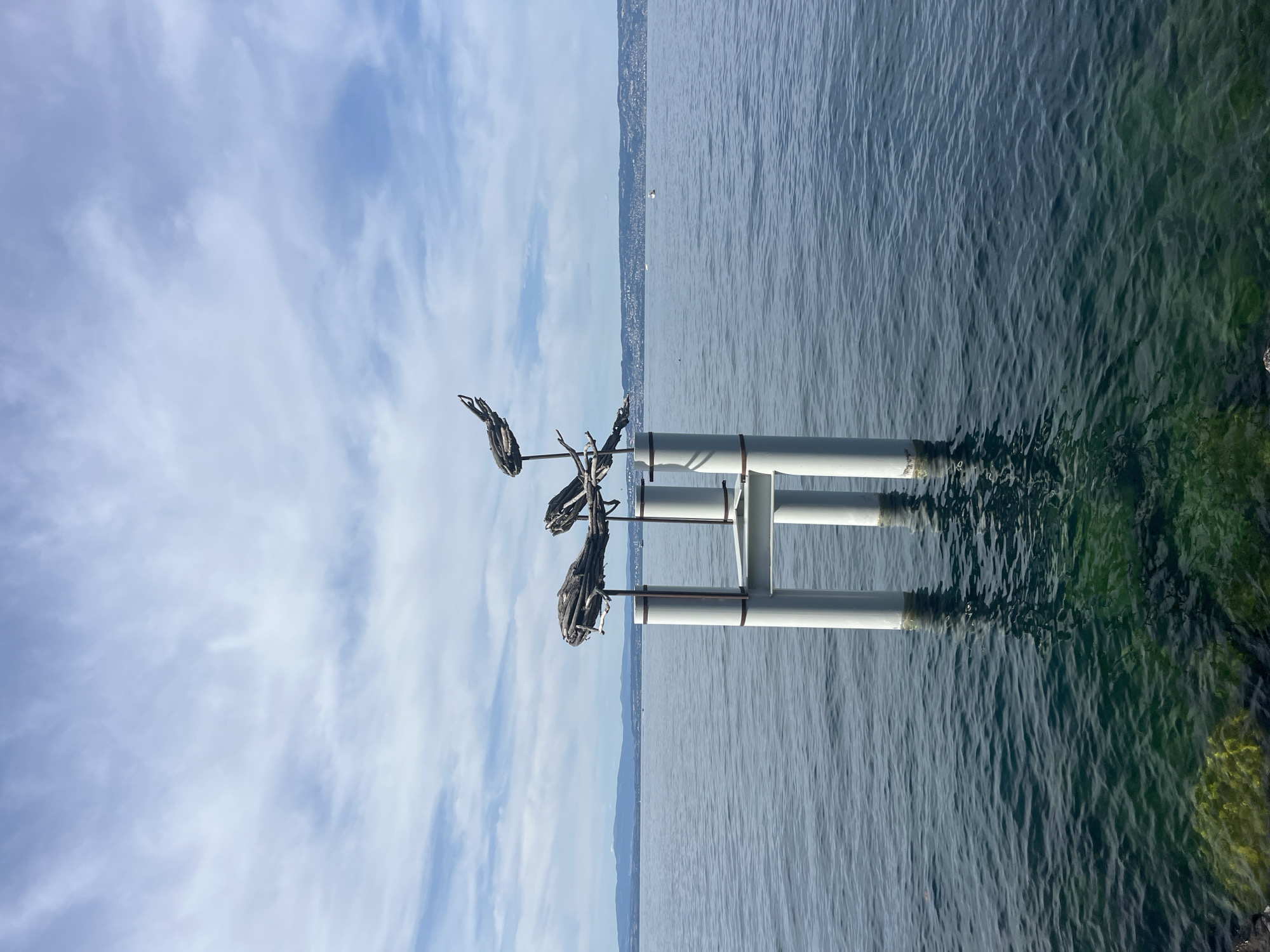 Driftwood sculptures and lake life along the Évian-les-Bains waterfront