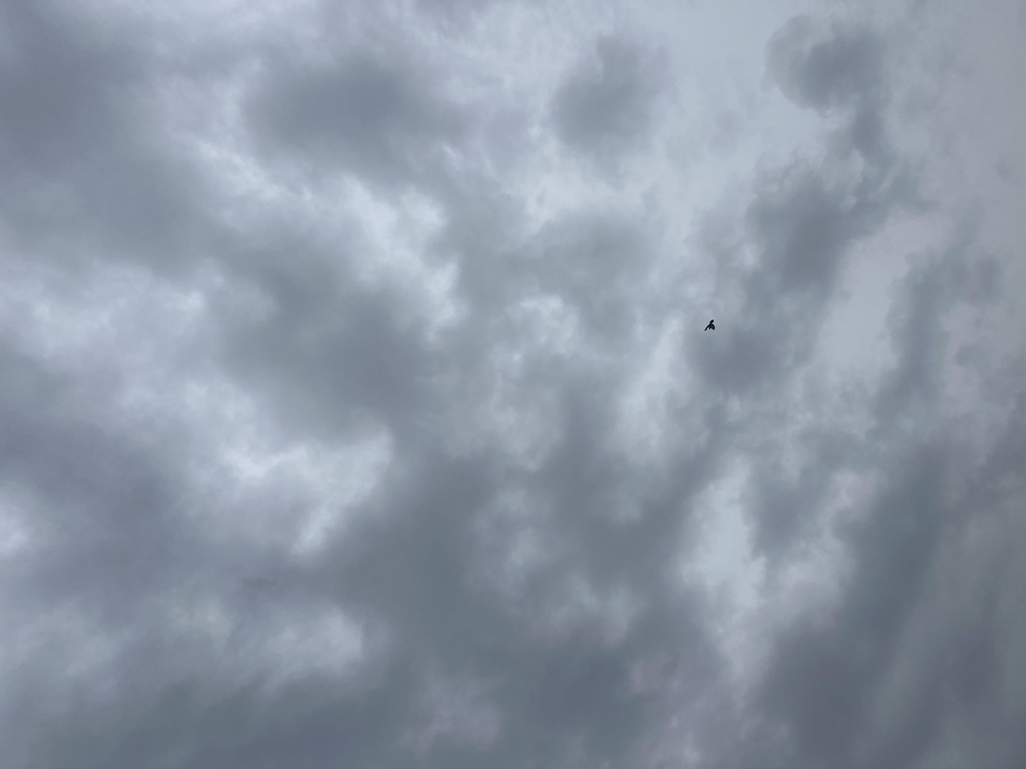 Bird silhouetted against overcast sky in Bogdanci