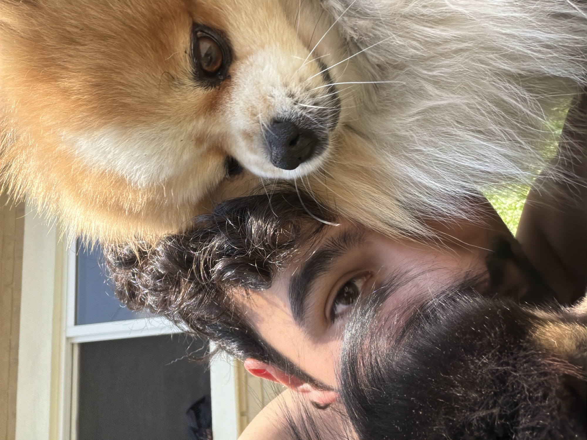 Man and Pomeranian dog relax on grass in Cuautla