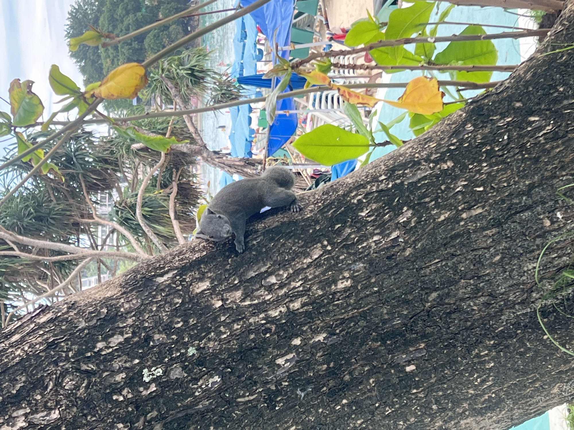Myna birds and a squirrel getting fed at a busy park