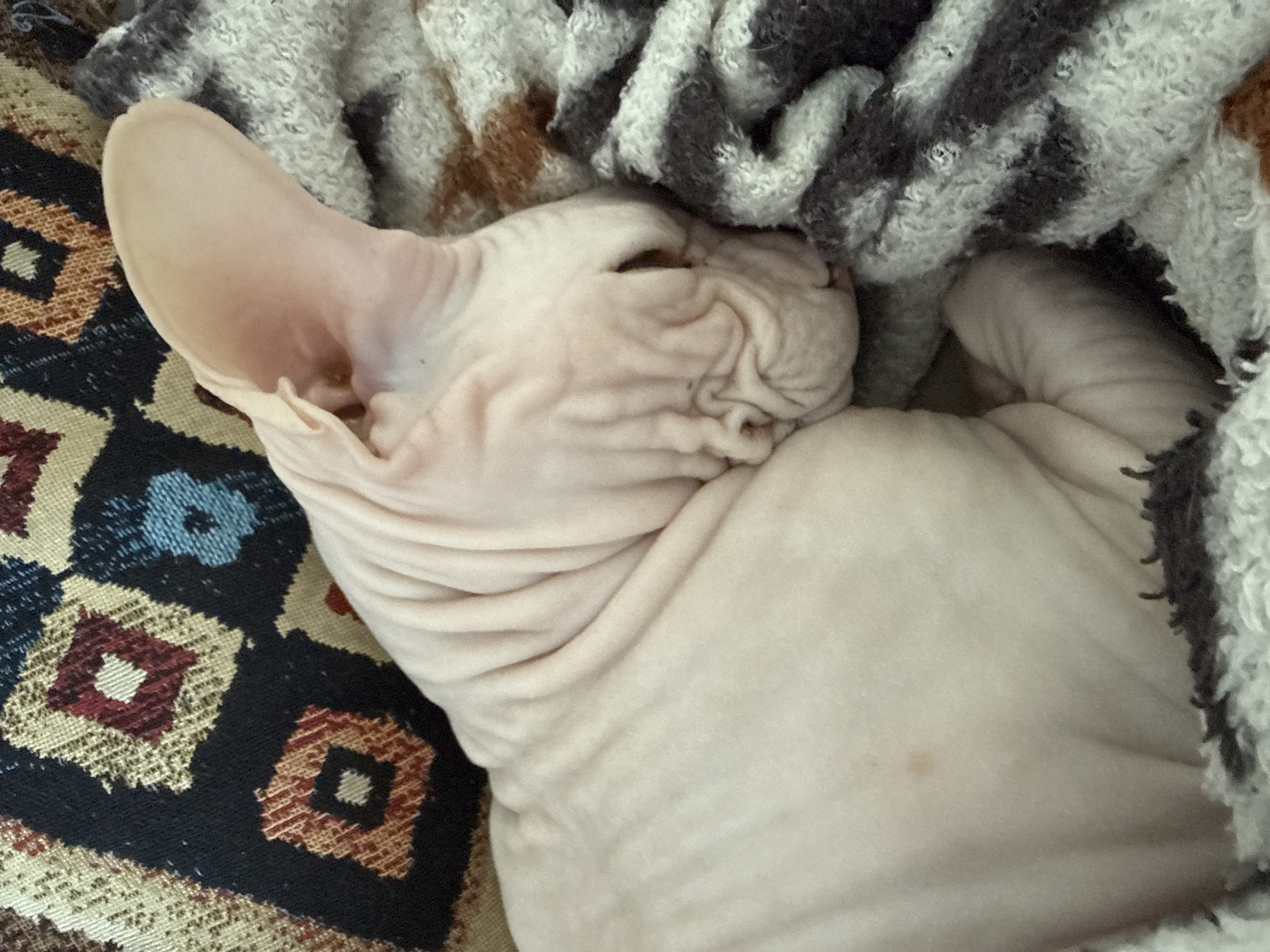 Sphynx cat captured sleeping peacefully in Krasnoyarsk home