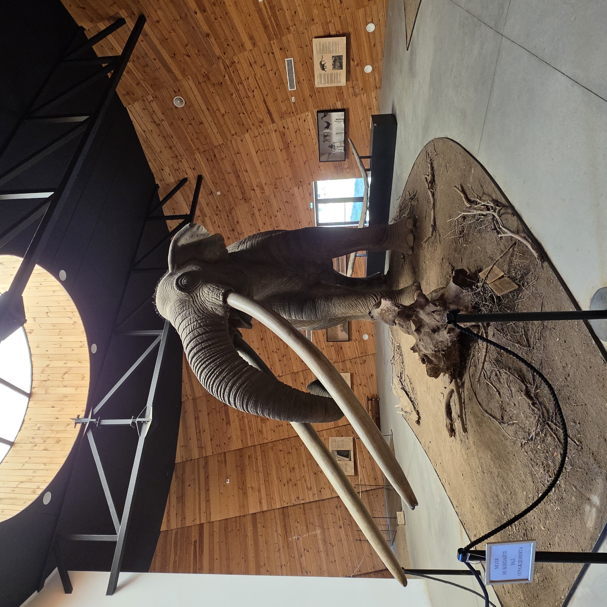 Inside Dorkovo's prehistoric museum: mammoths, fossils, and dioramas