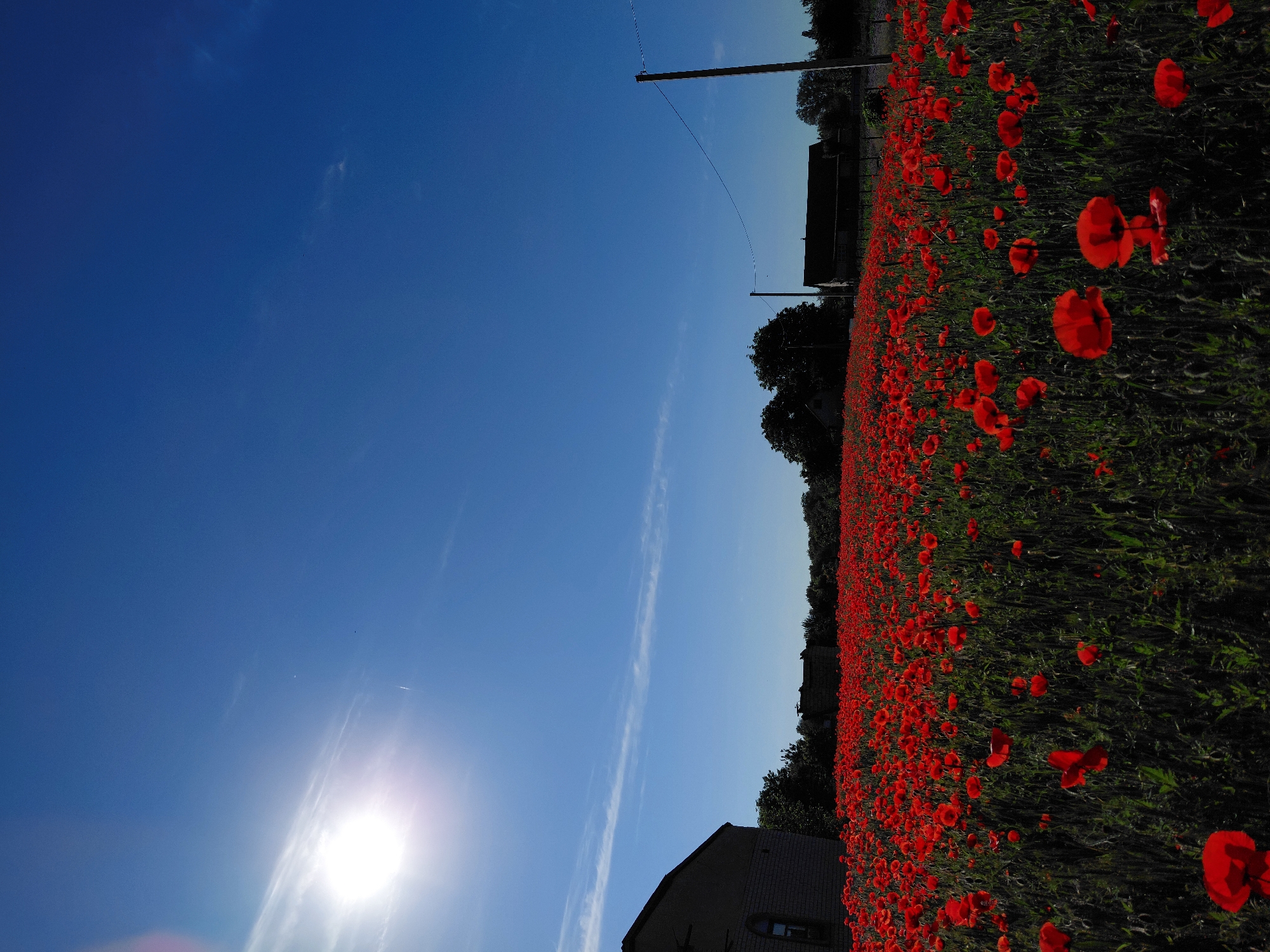 Red poppy field photographed under bright morning skies