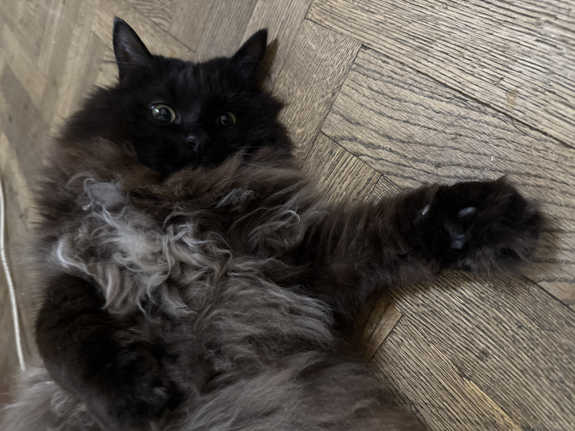 Fluffy black cat lounging on a herringbone wood floor