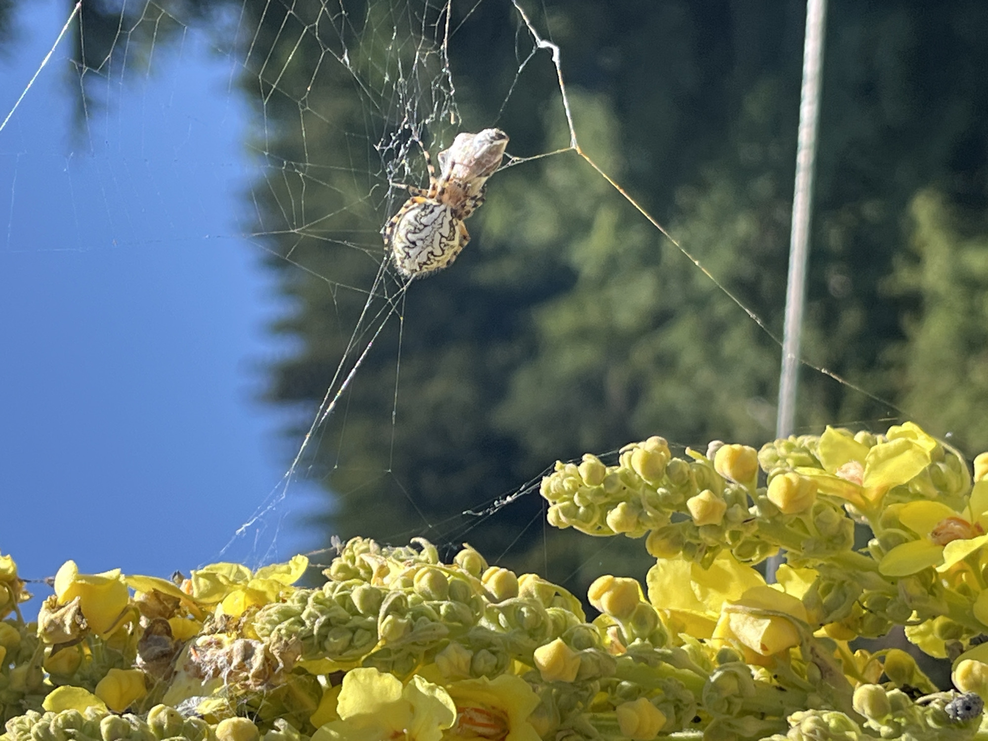 Spider with prey in web, set against an open mountain landscape