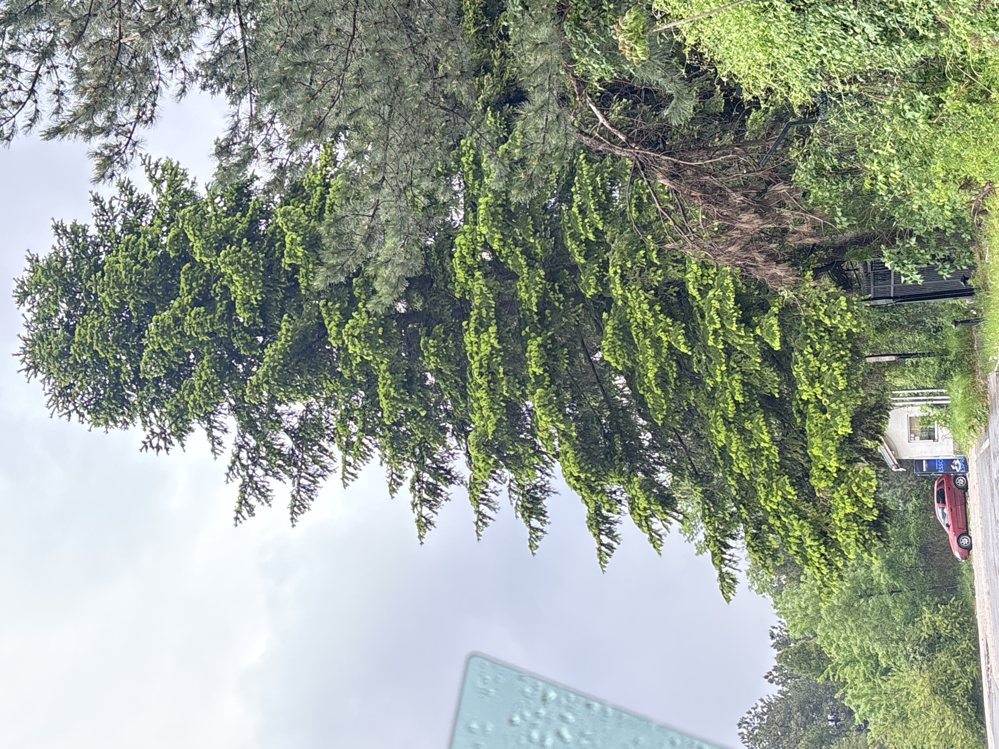Rainy urban drive documented with daisies and green streetscapes