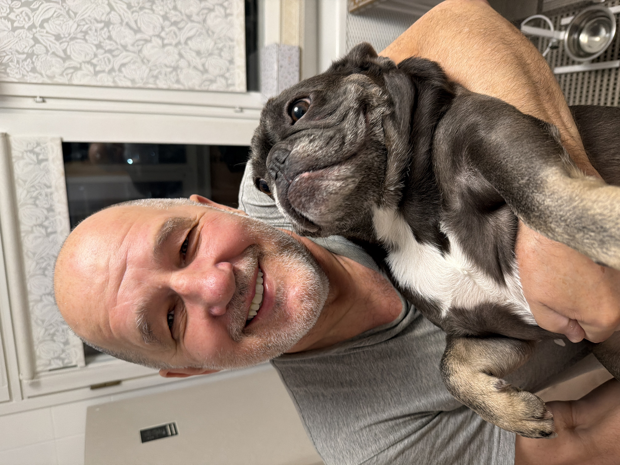 French bulldog out and about in Maloyaroslavets