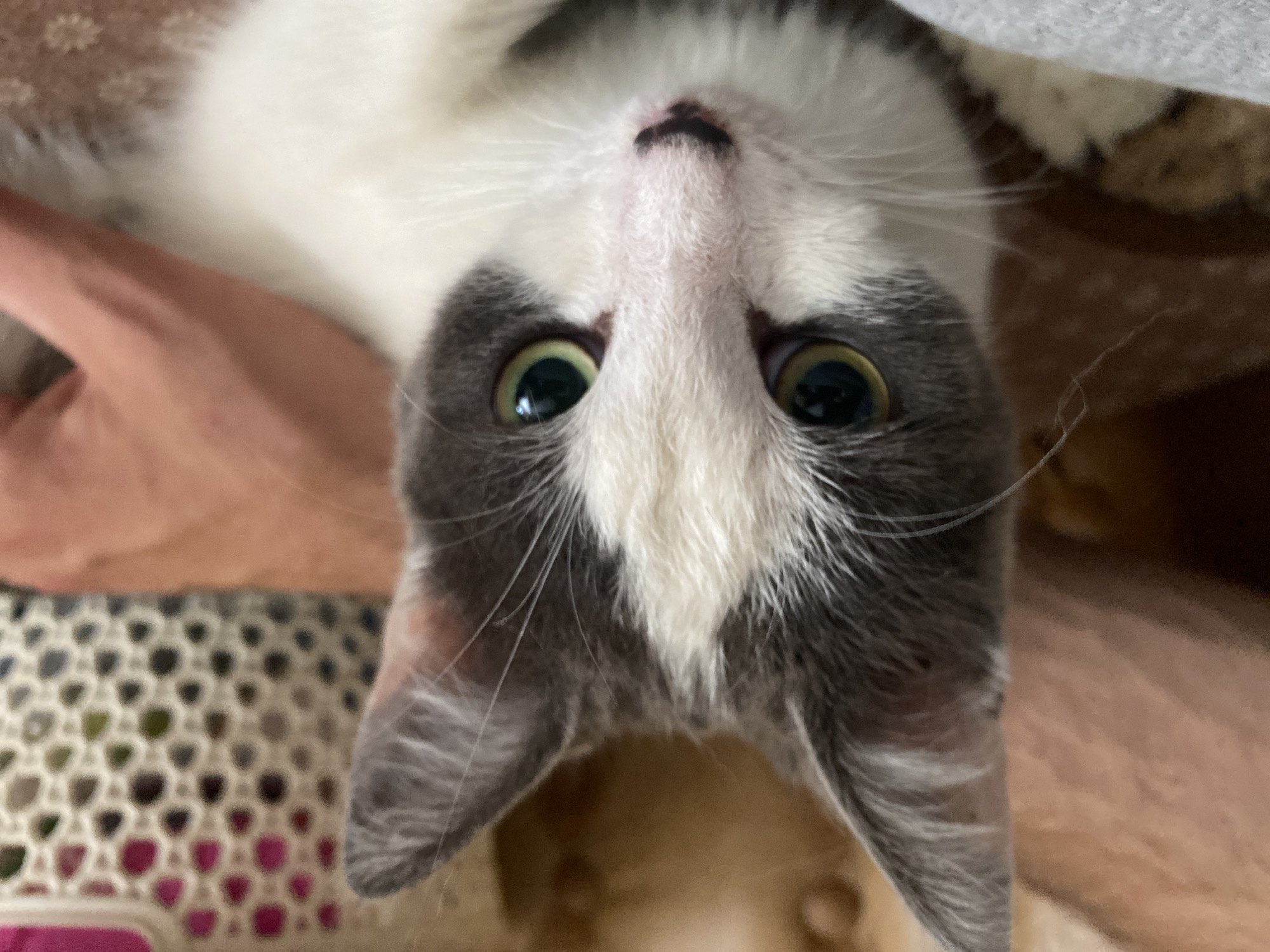 Gray and white cat chills indoors, soaking up attention