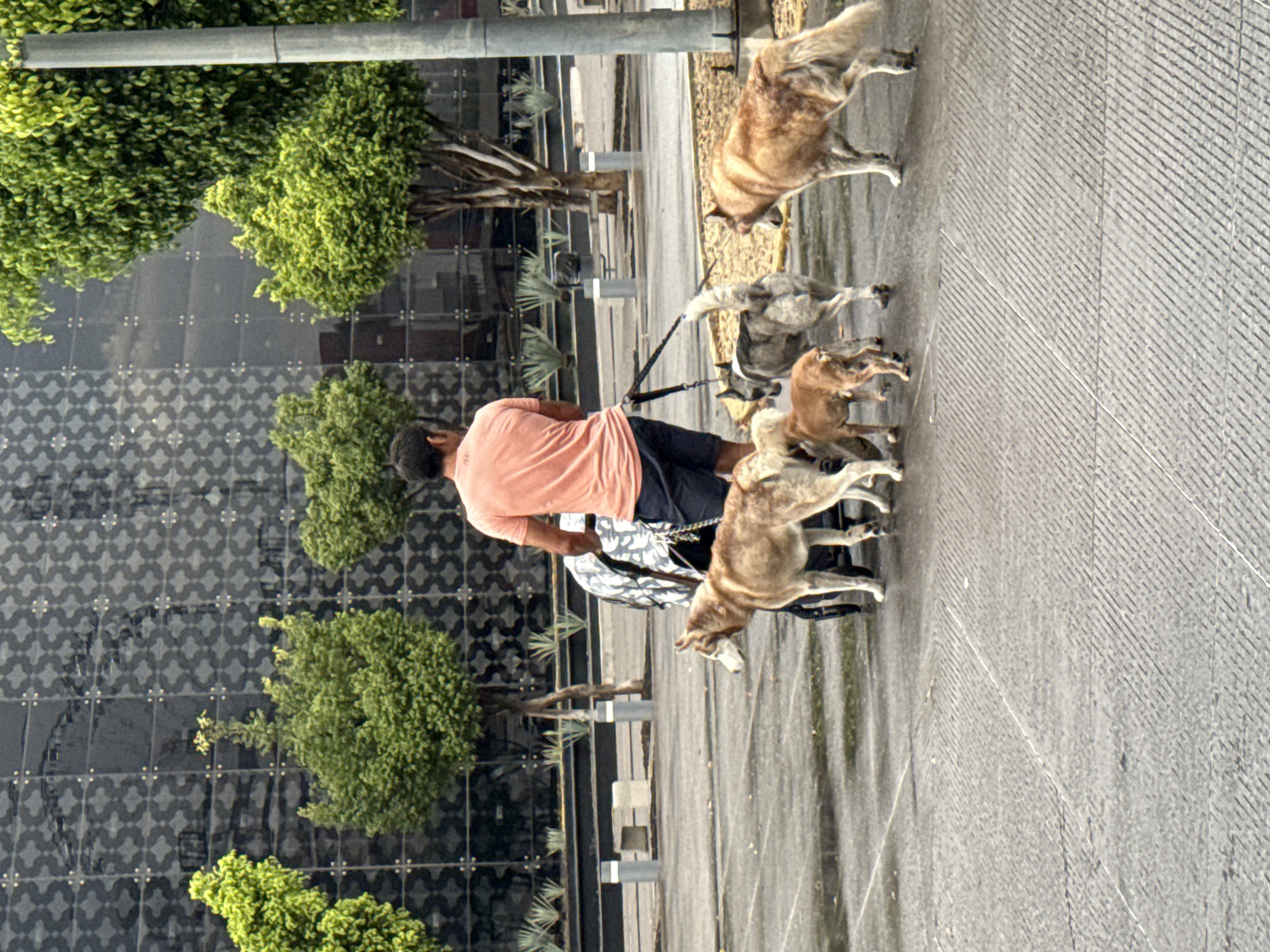 Late-night dog walking and art photography captured in Puebla