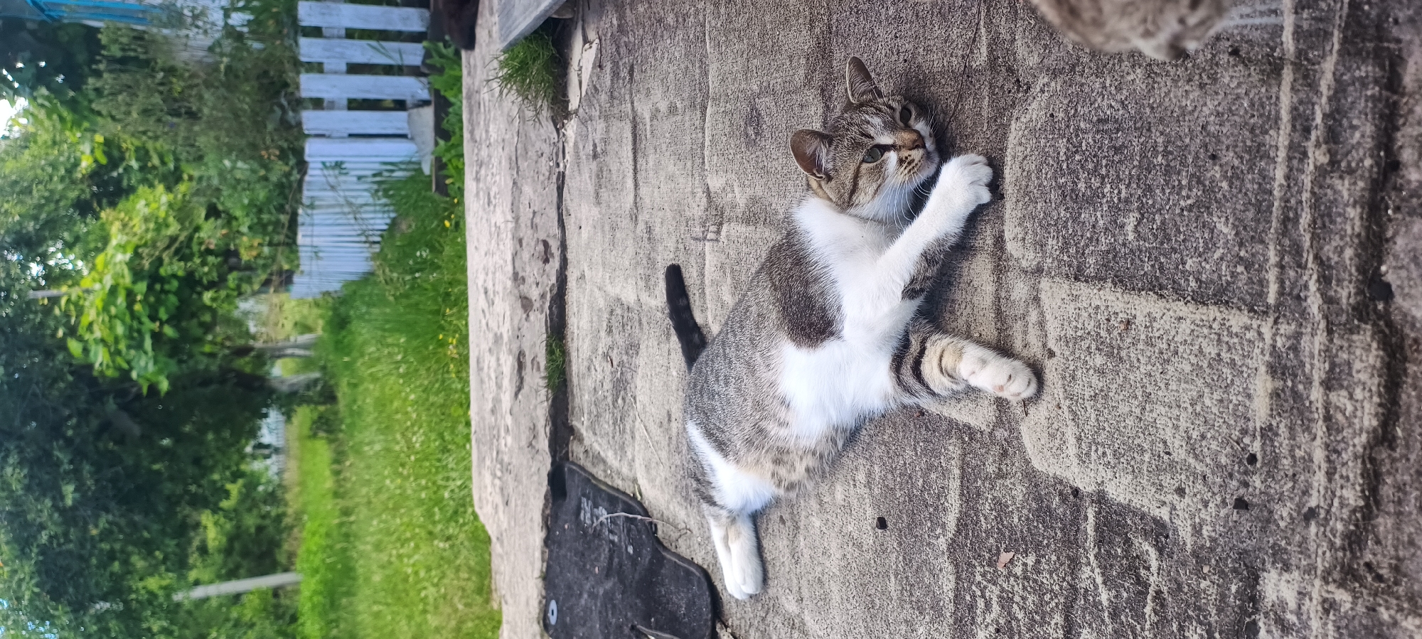 Cats and kittens resting and playing outdoors