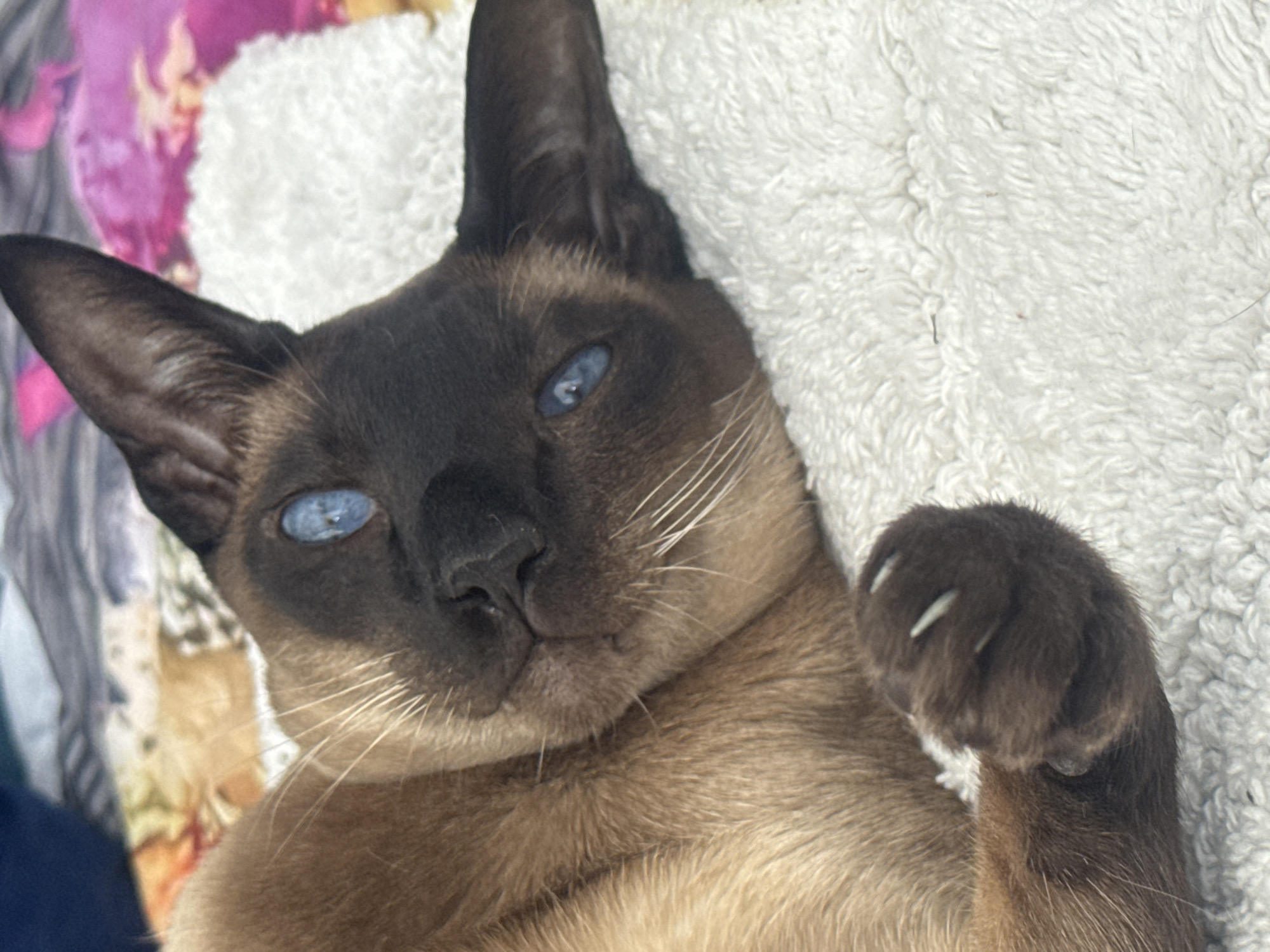 Siamese cat photographed resting on white bedding in Ramat Gan