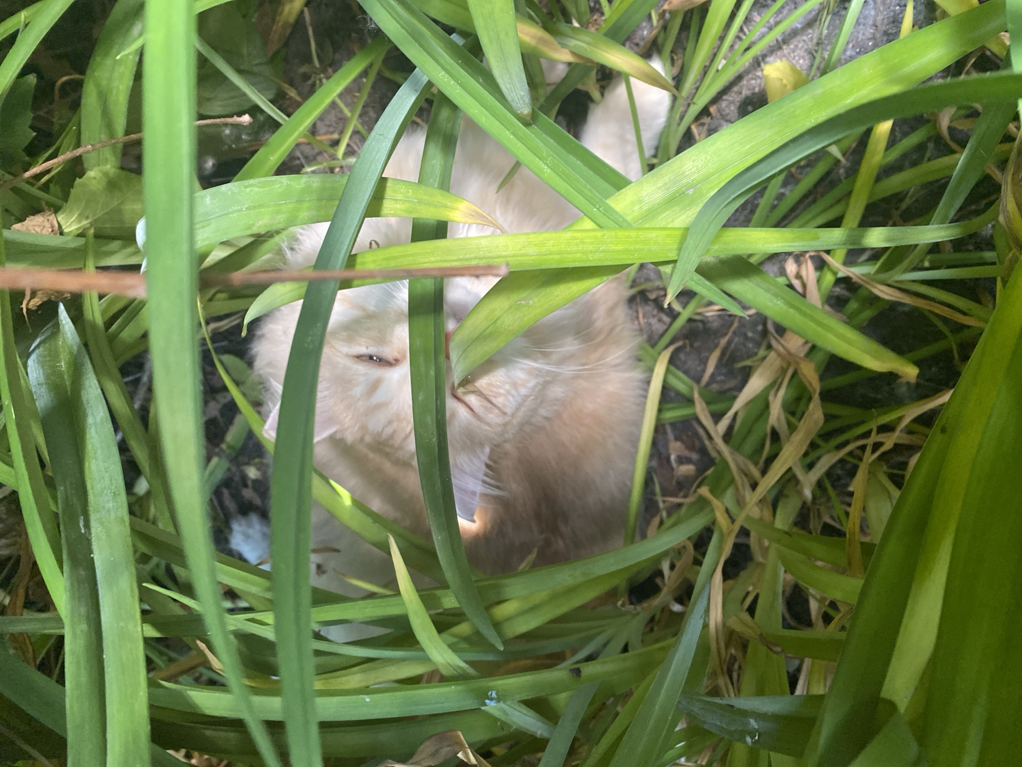 Cats and garden life in a Novosibirsk backyard, midsummer.