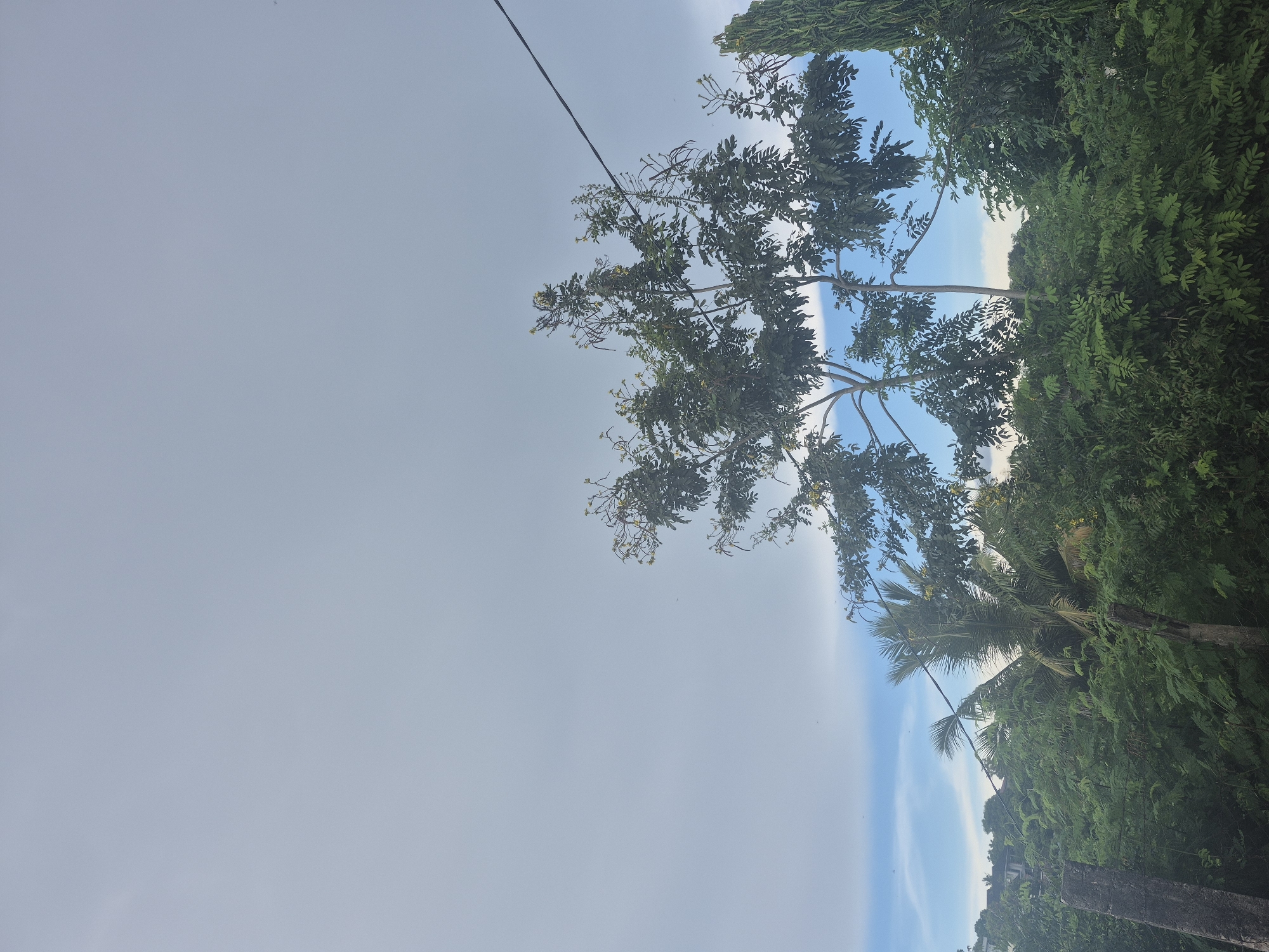 Spring blooms observed in Dar es Salaam tree canopy