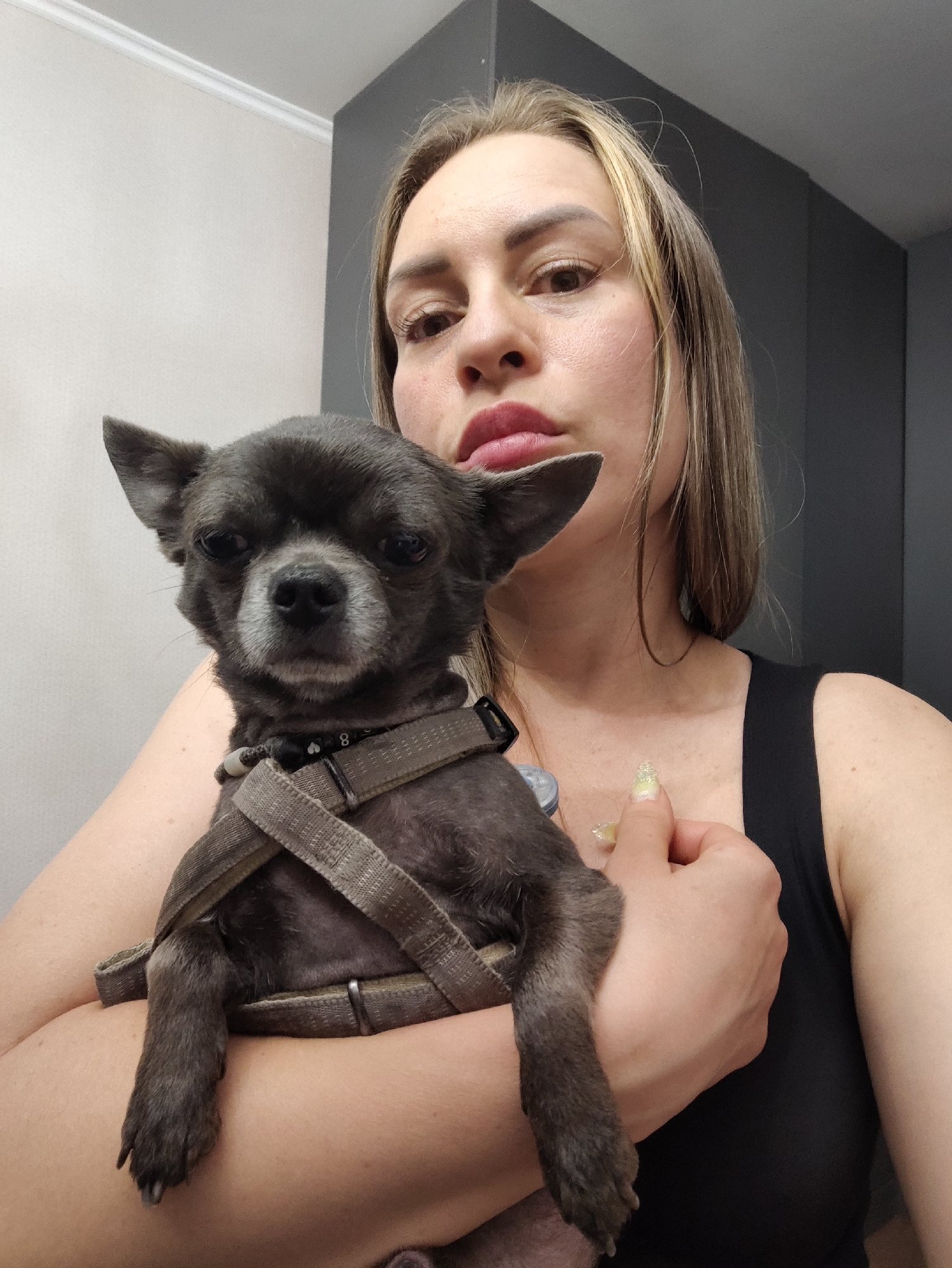 A Chihuahua's evening in an Almaty apartment