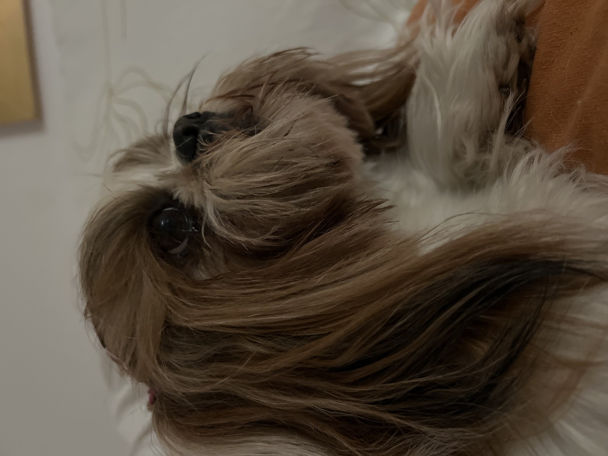 Shih Tzu with pink hair clip chills indoors in Kleosin