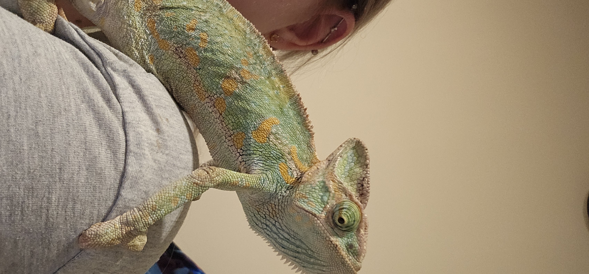 Person spotted with colorful chameleon on shoulder in Moscow