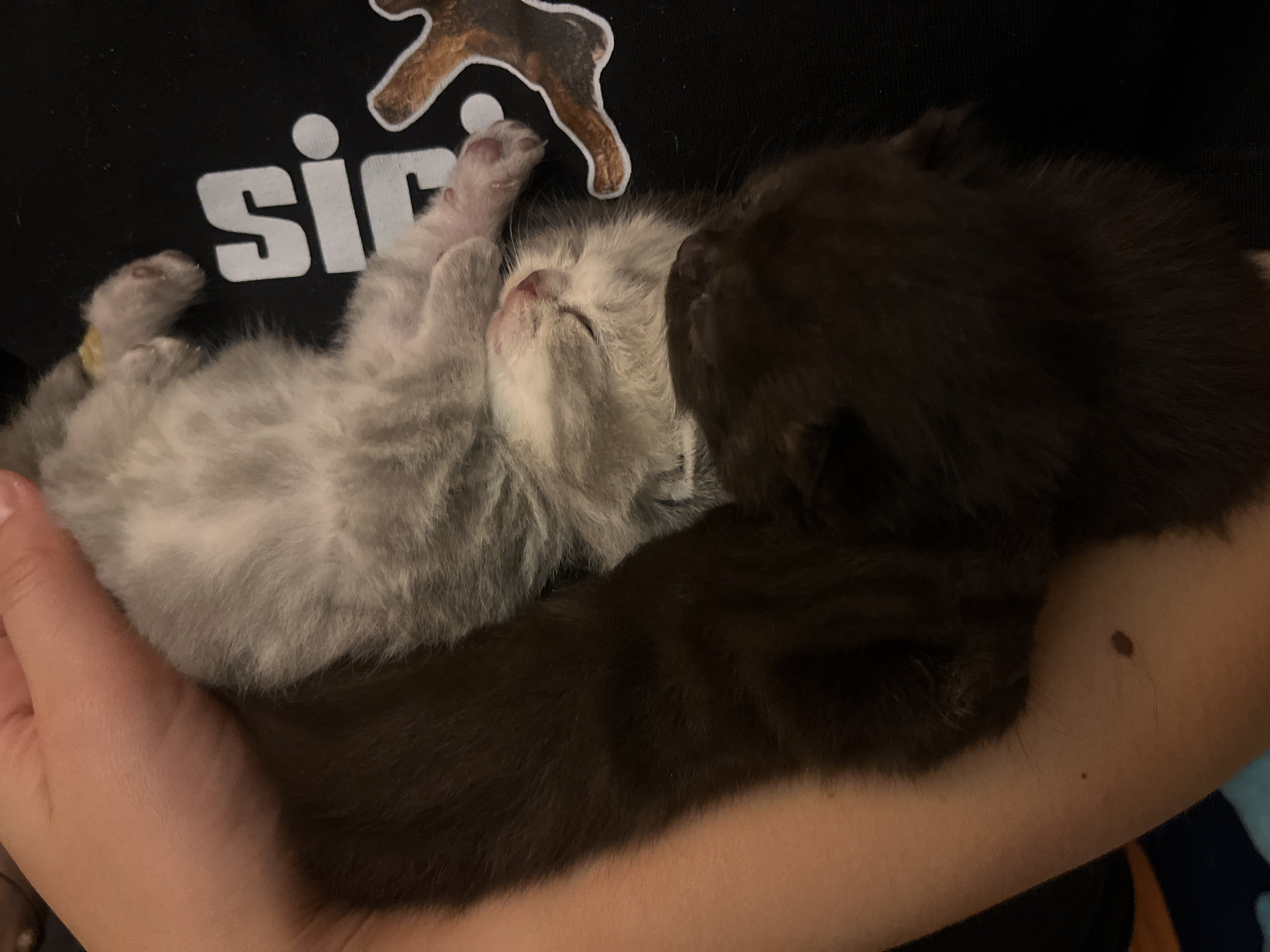 Person photographed caring for two newborn kittens in Tel Aviv
