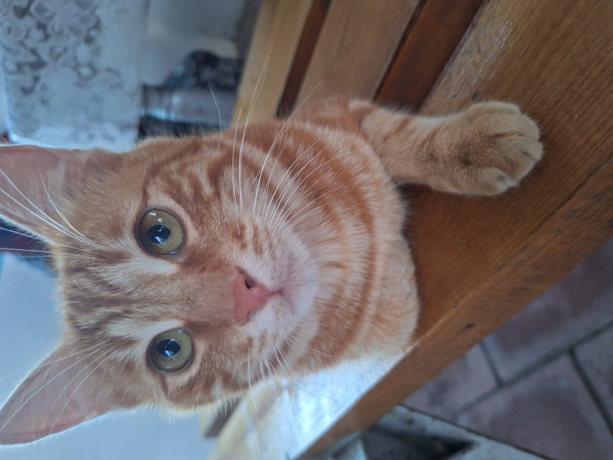 Lazy cat, garden flowers, and summer afternoon in Nabran