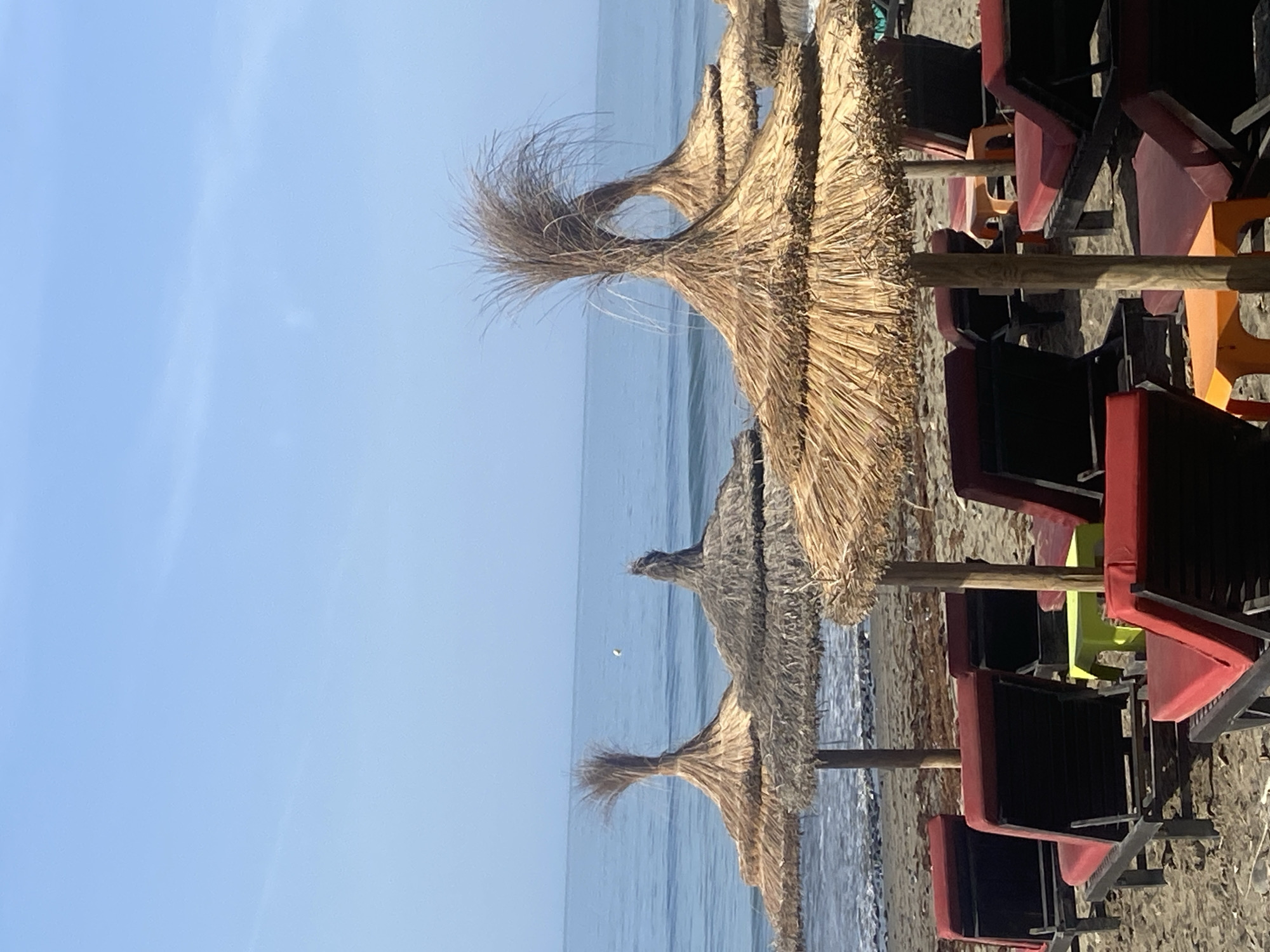Dog training session and beach town morning in Estepona