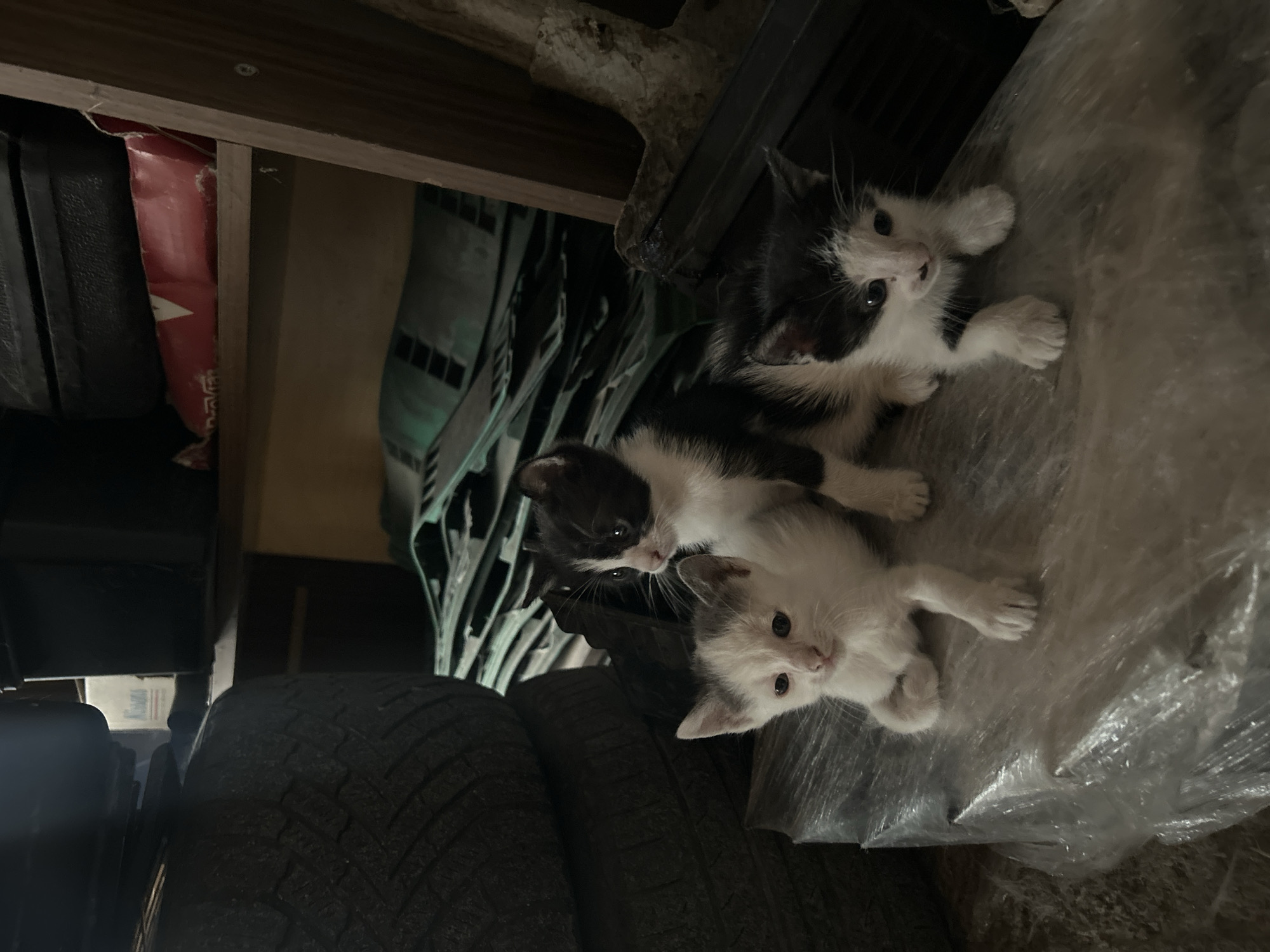 Kittens spotted in storage area during overcast afternoon in Burgas