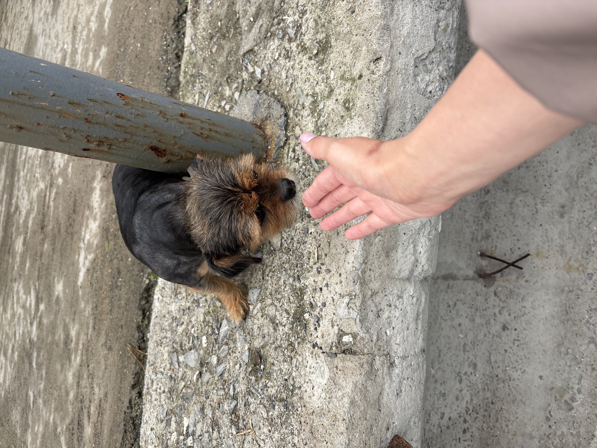 Woman enjoys cloudy beach day with dog in Sochi