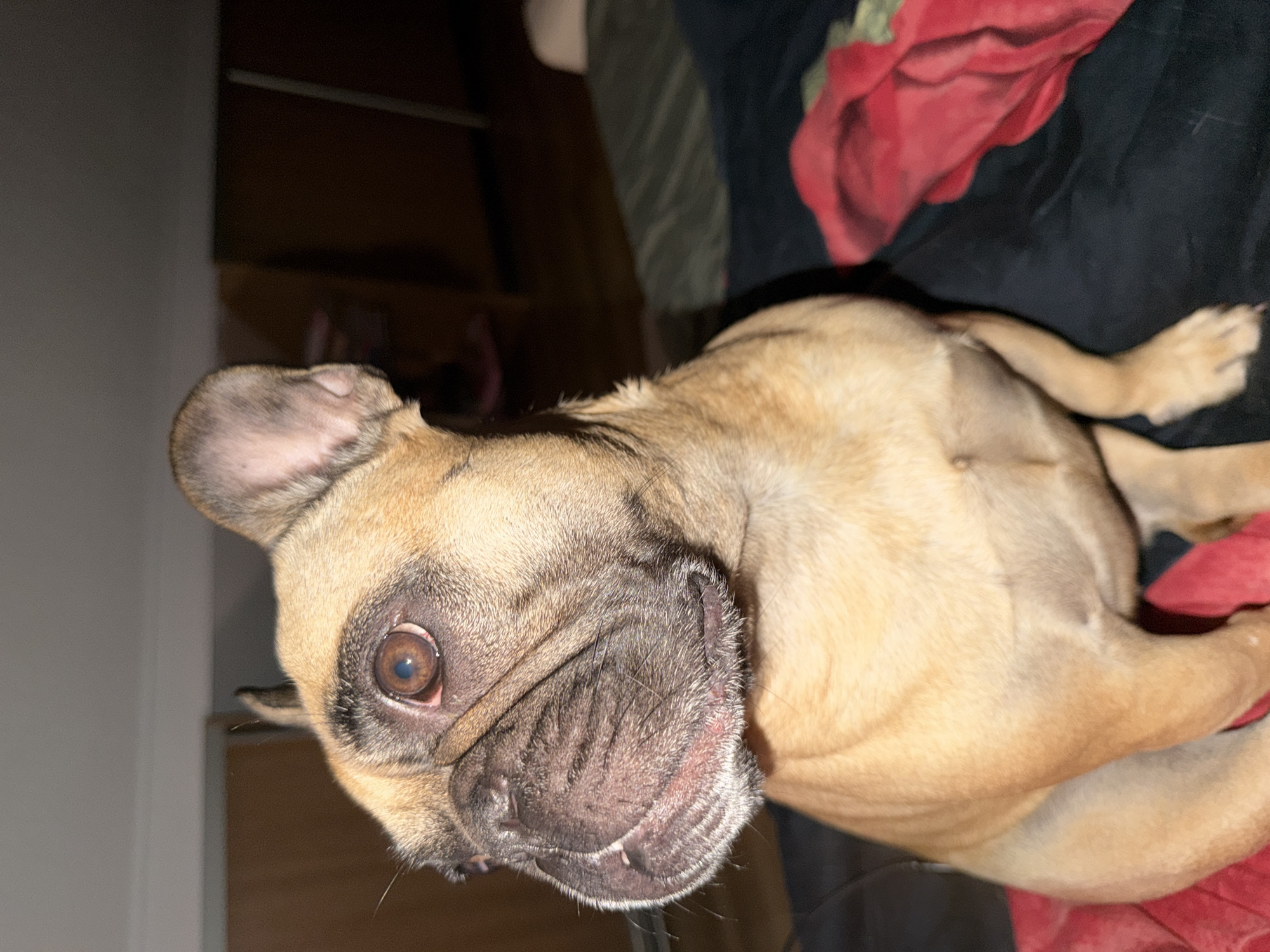French Bulldog lounging on a floral comforter in Baloži