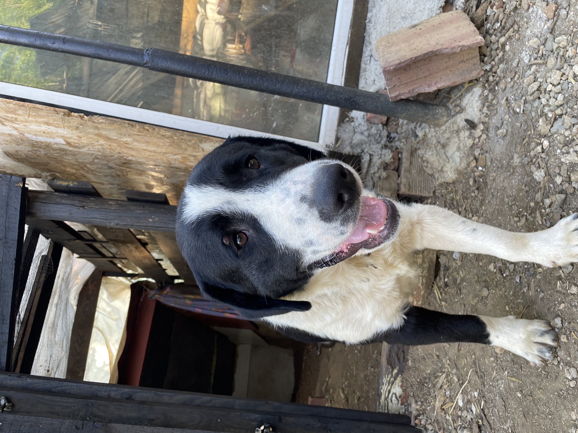 Animal encounters in rural Bulgarian village setting