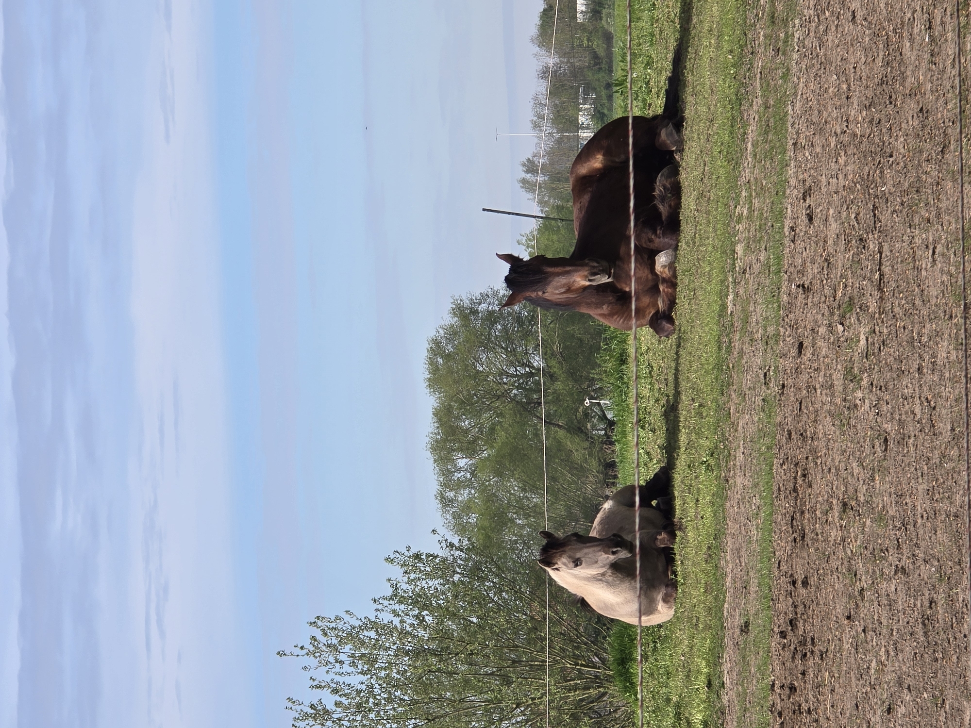 Two horses rest in divided field in Estaimpuis