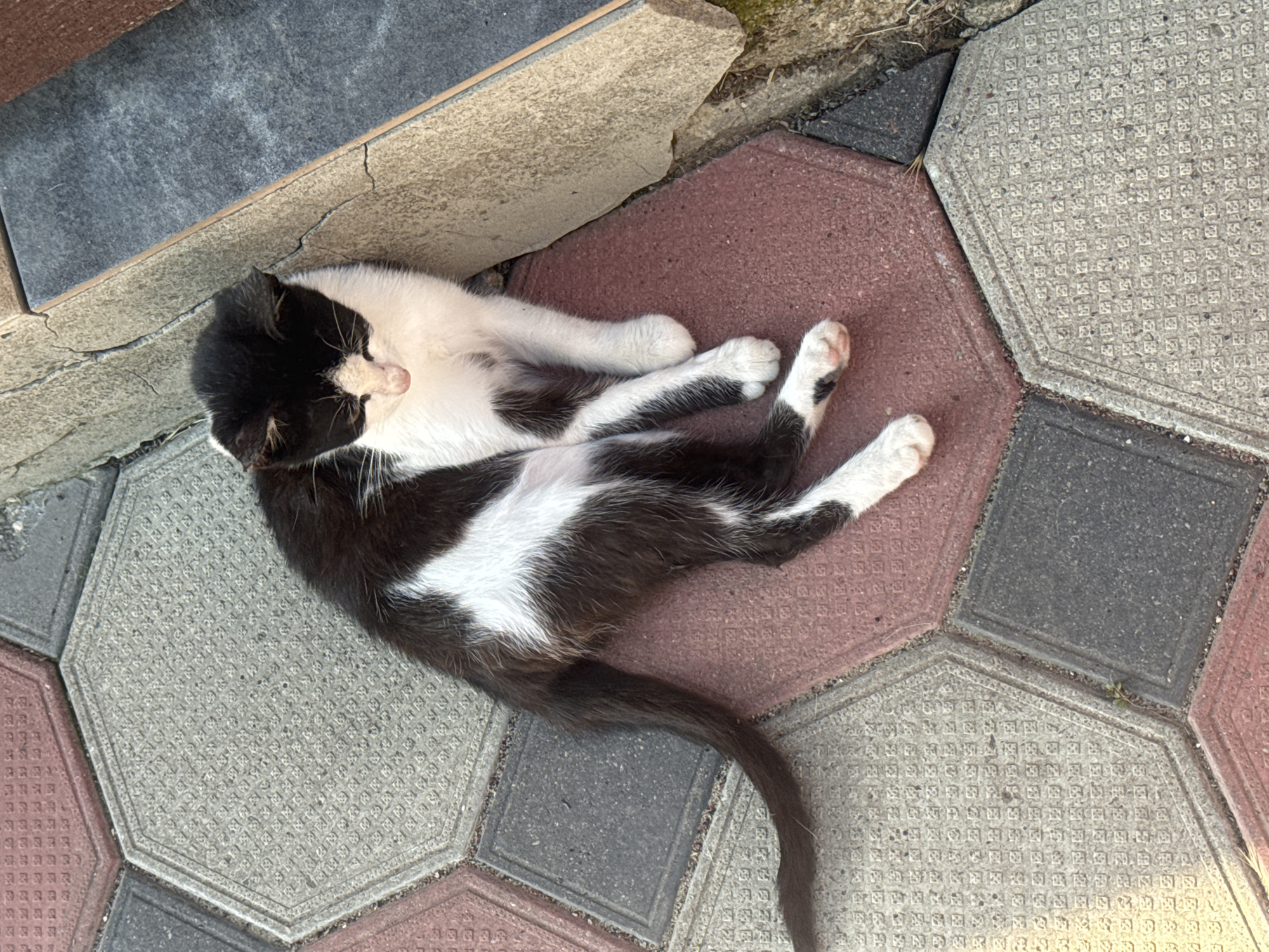 Cats, kittens, and summer scenes from a rural Ukrainian backyard