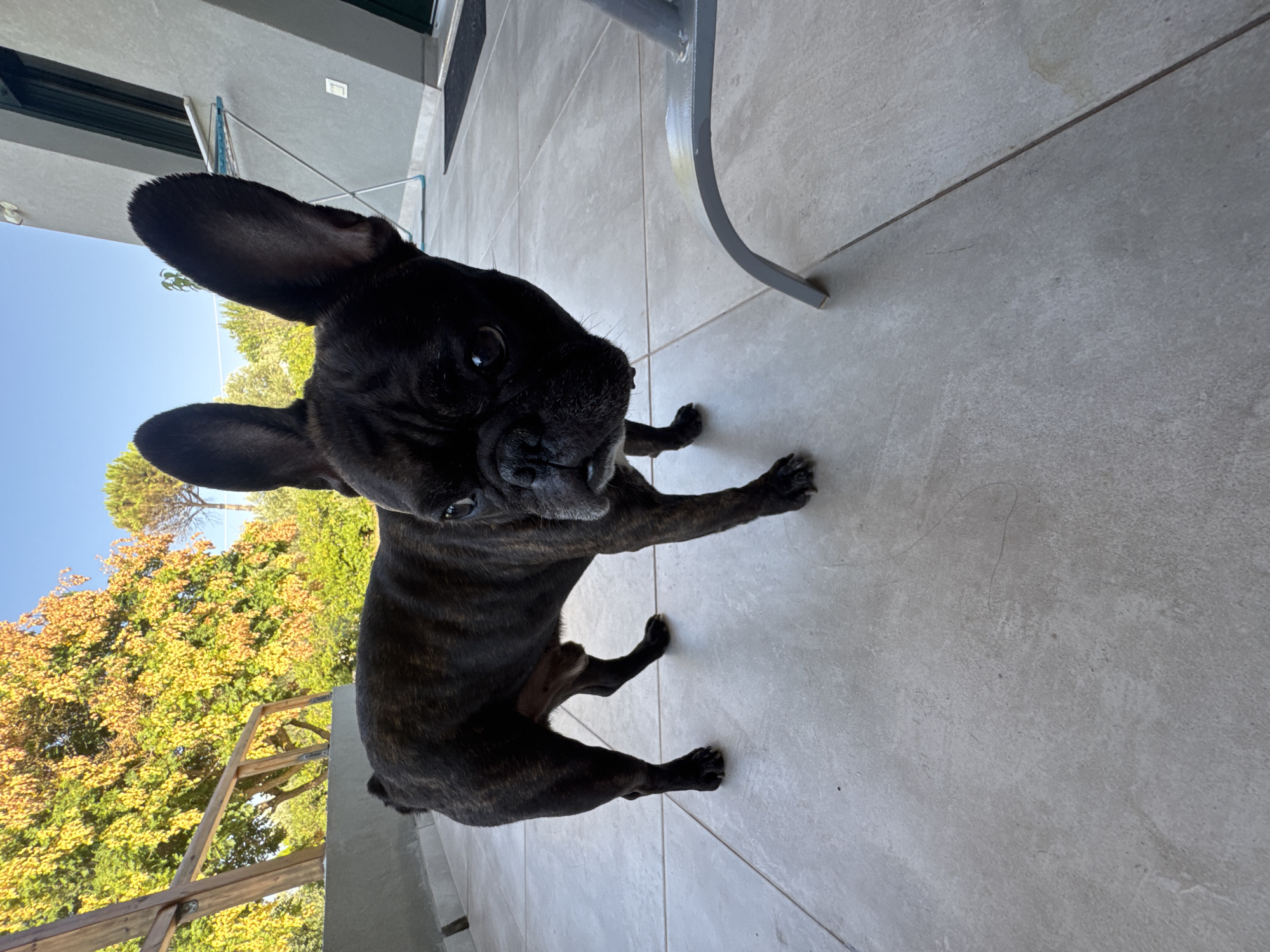 French Bulldogs out on an early morning in northeastern Greece