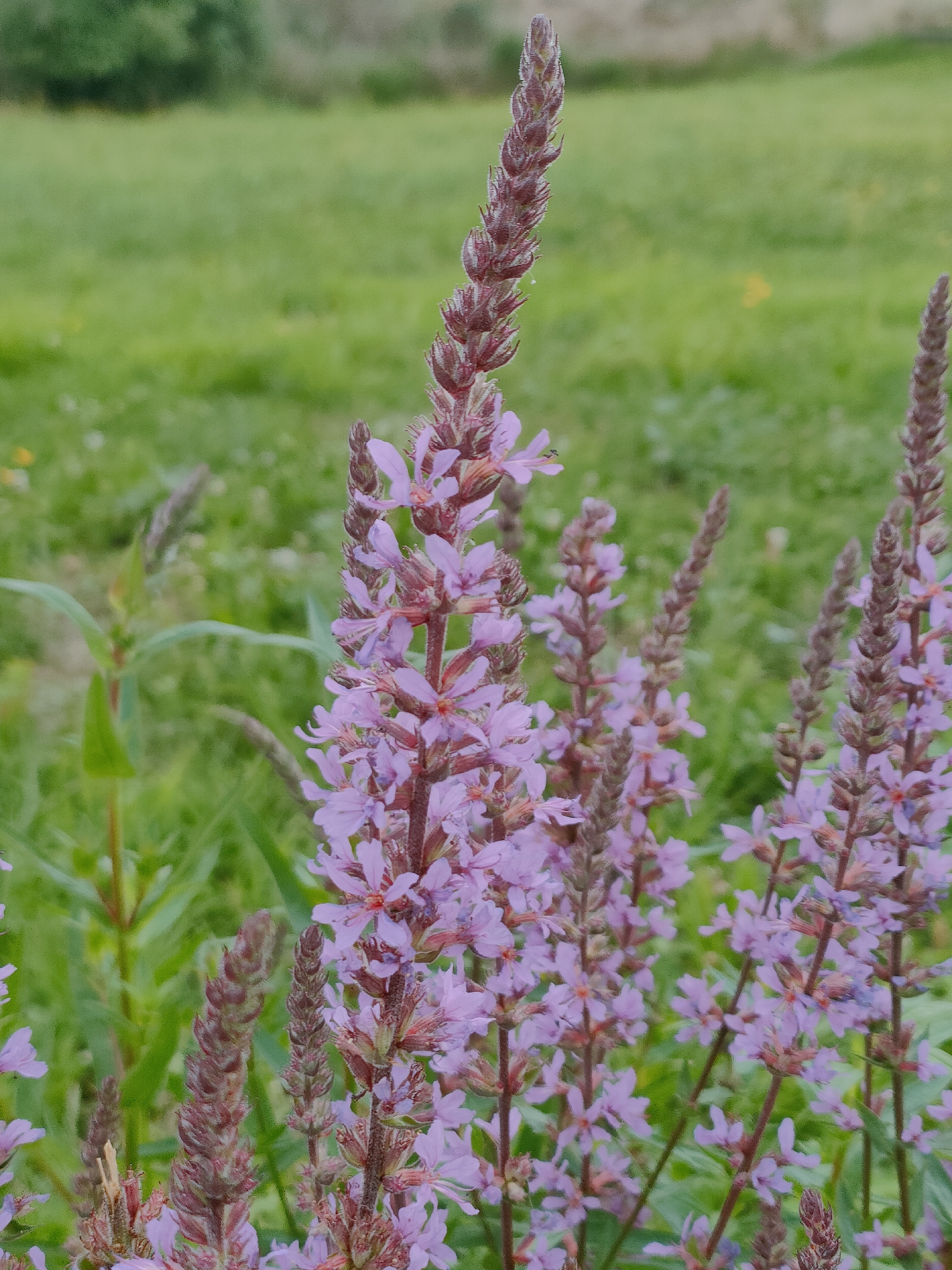 Purple wildflowers in bloom near Pečarovci, Slovenia