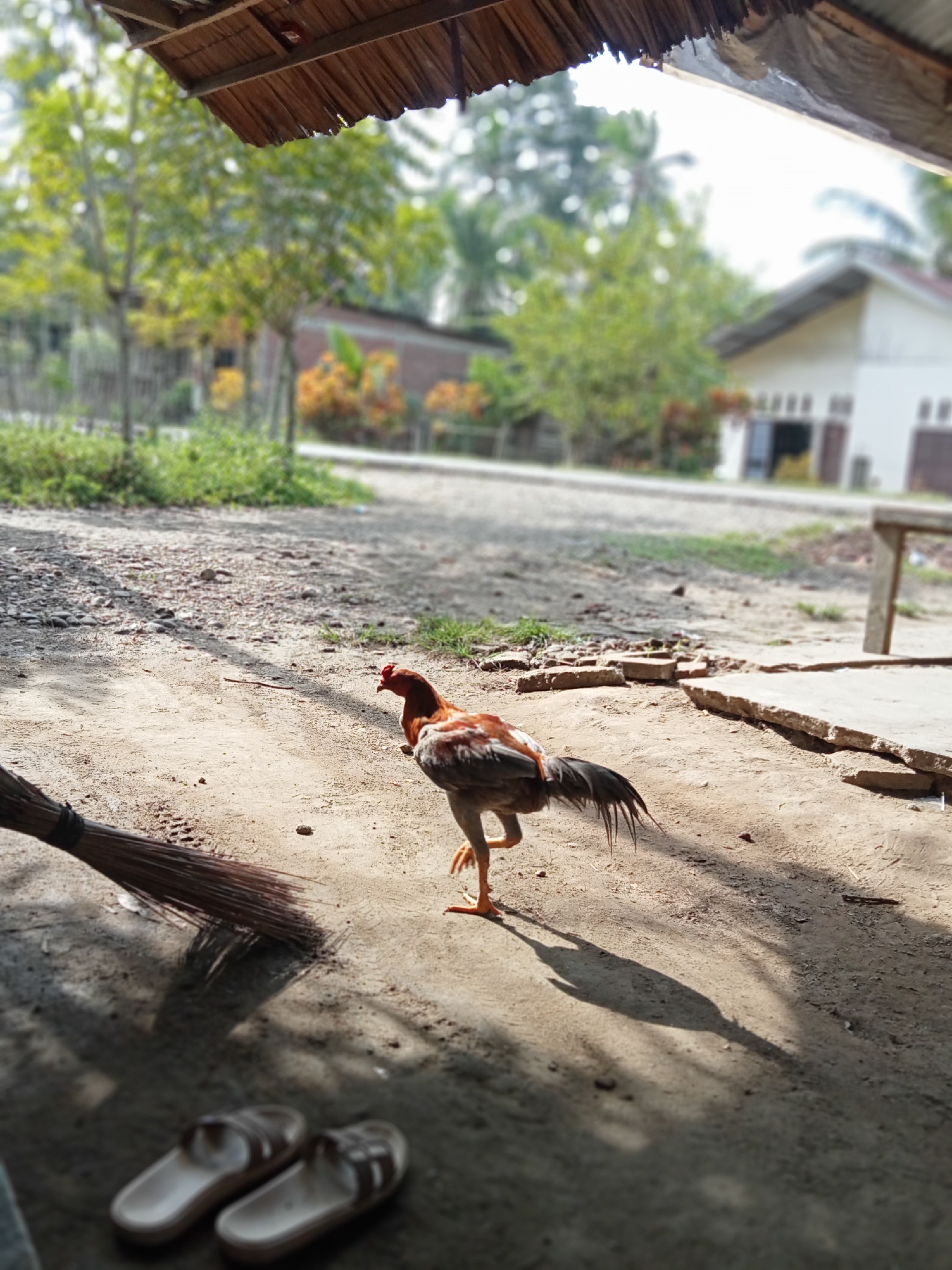 Roosters and chickens in a rural Indonesian yard, morning.
