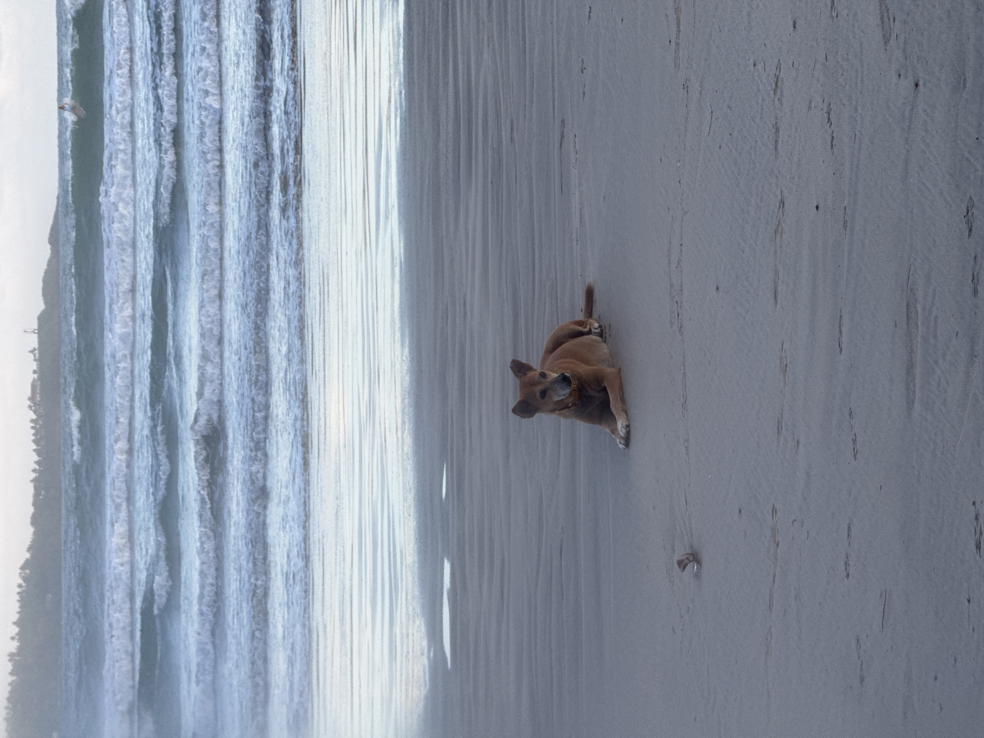 Surfer spotted at Weligama beach with dog, swimmers nearby