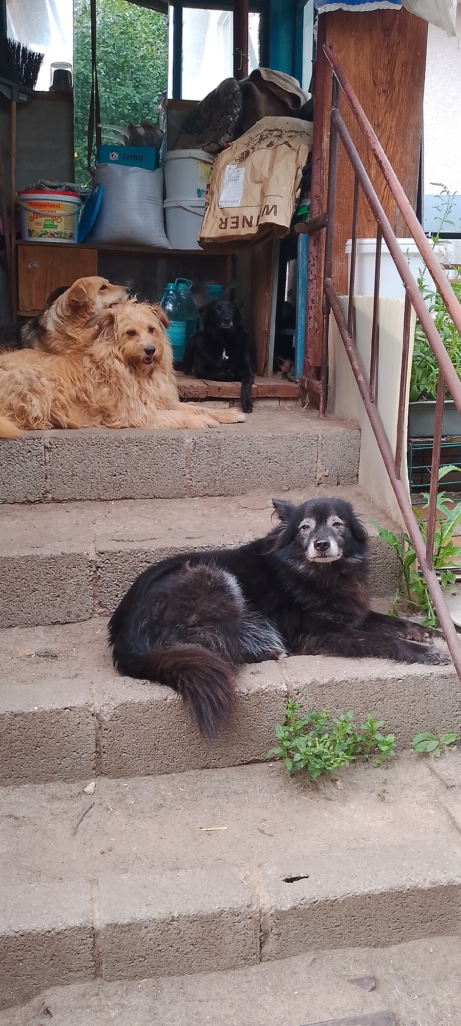 Dogs lounge around a Belgorod home, cat sleeps inside