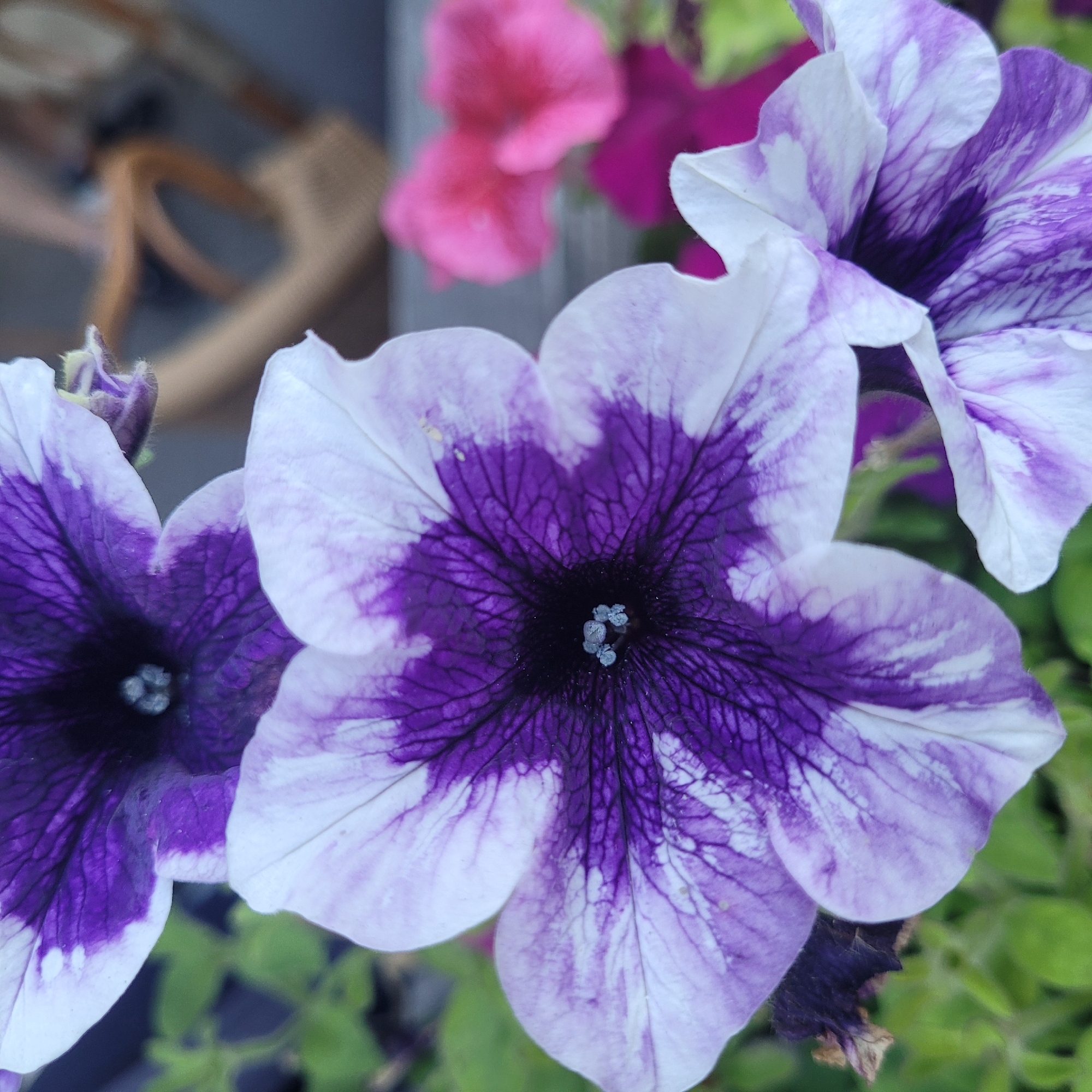 Petunia close-ups and street scenes from sunny Jūrmala