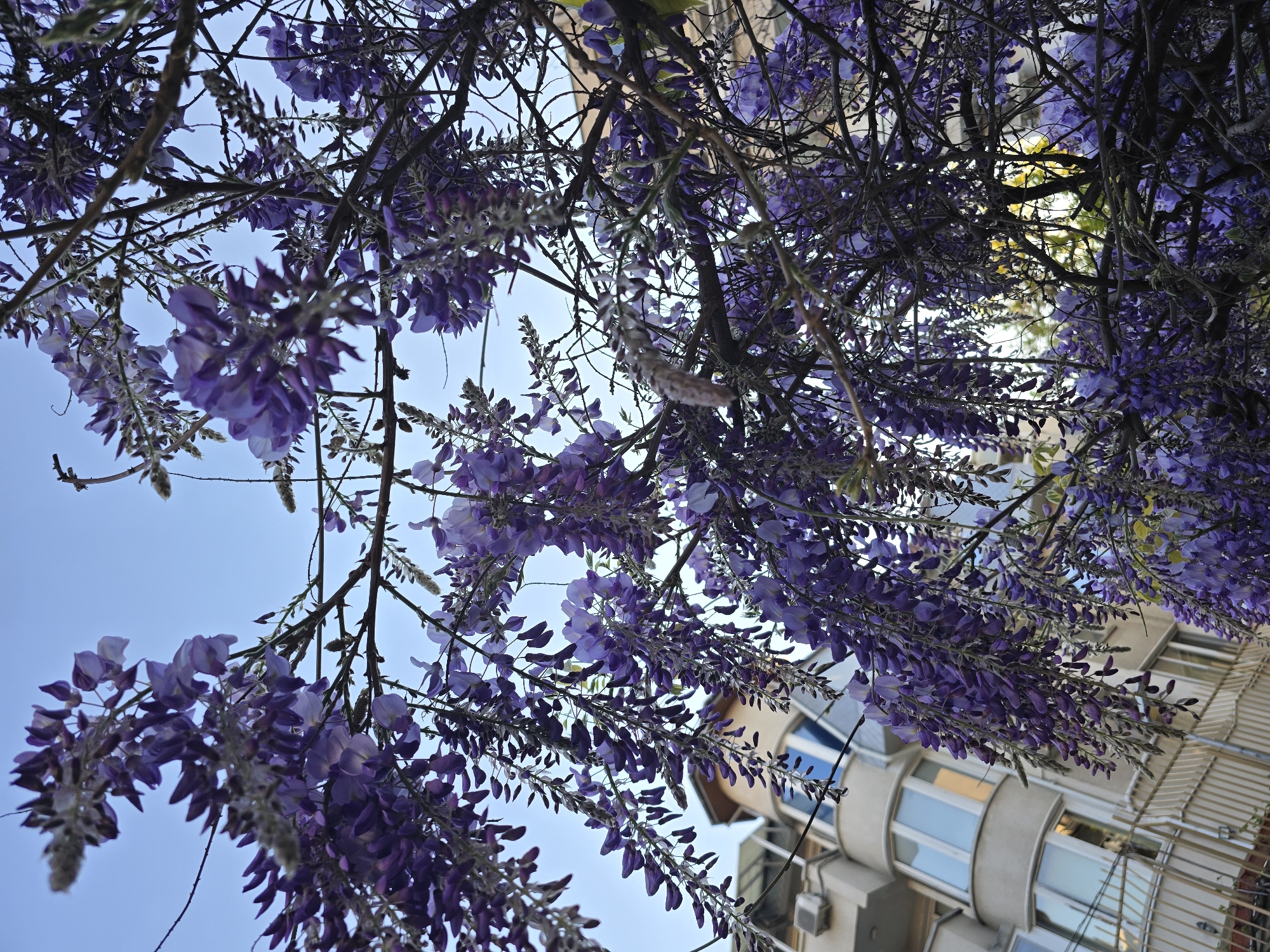 Spring wisteria blooms and resting cat observed in urban setting