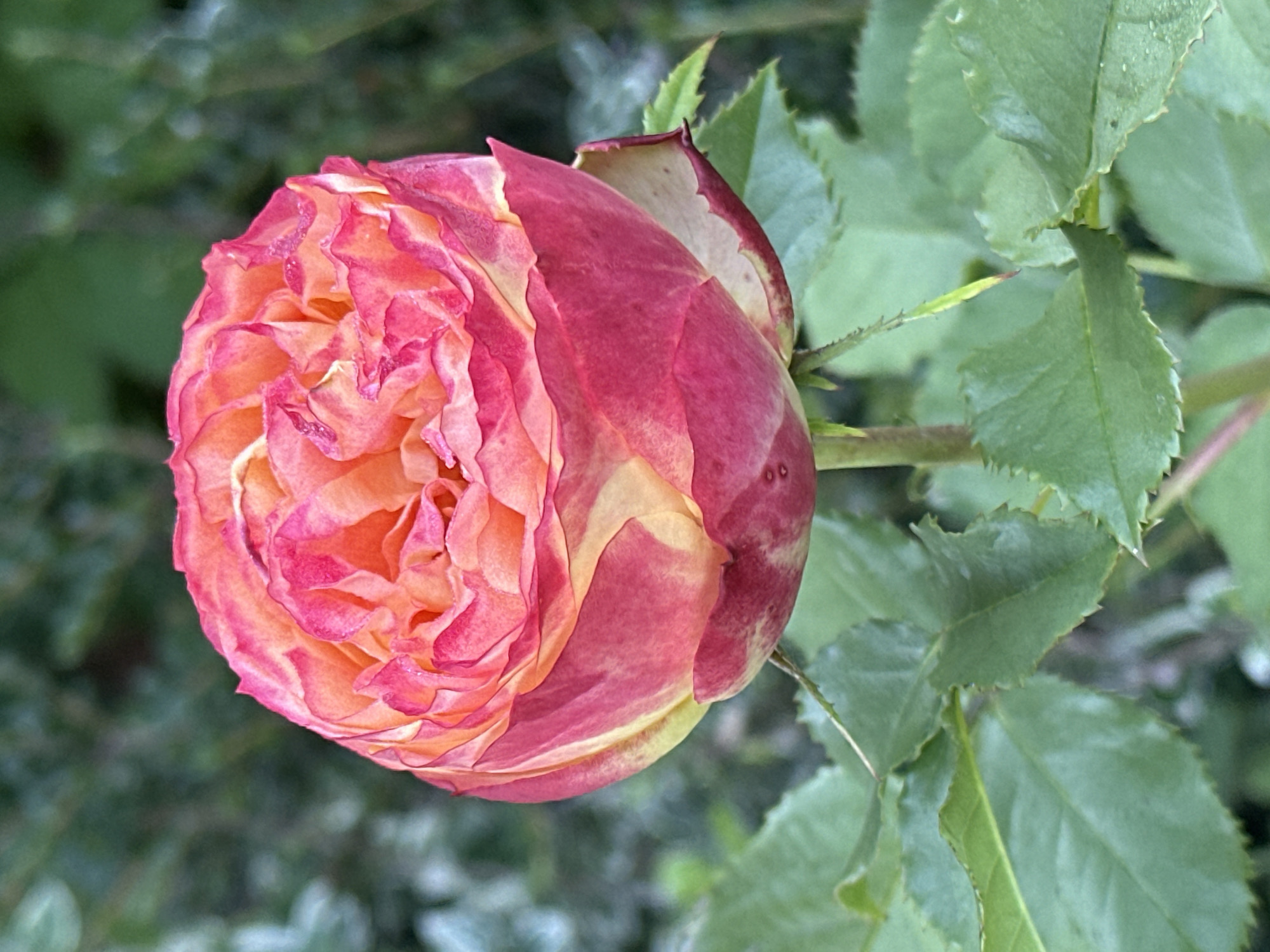 Close-up rose photography in Zvenyhorodka, Ukraine