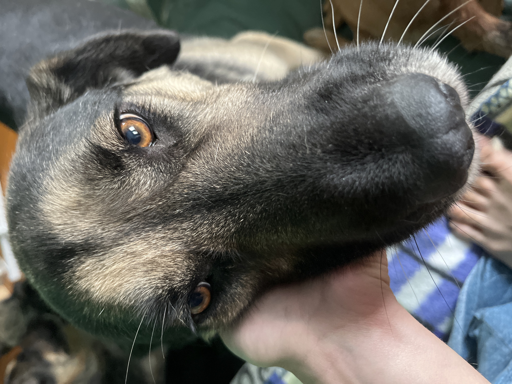 Multiple dogs and a Sphynx cat at home in Nizhny Tagil