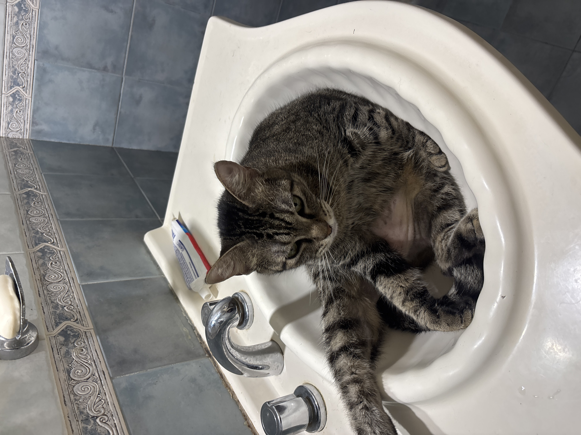 Tabby cat uses bathroom sink for grooming in Buenos Aires