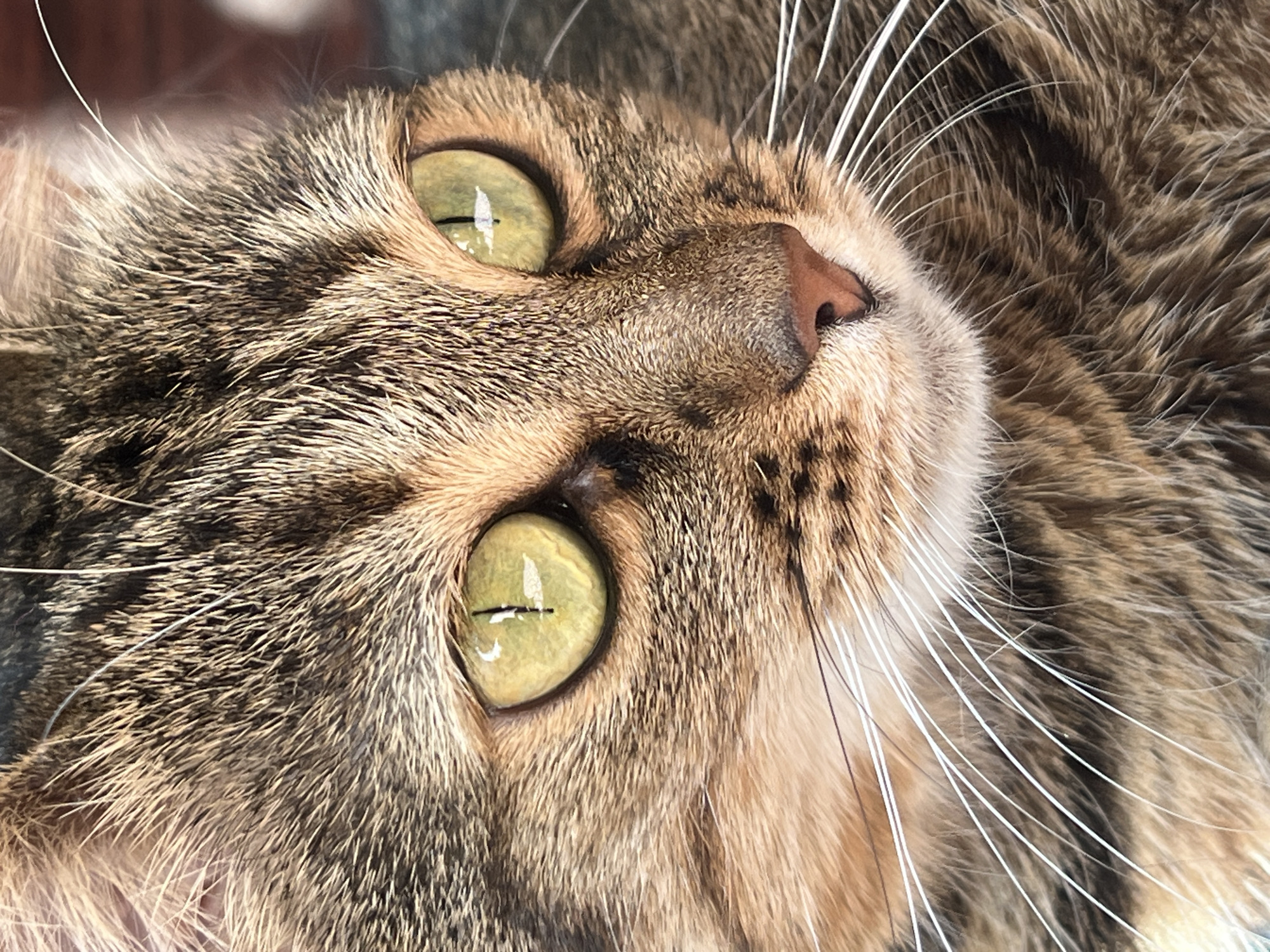 Tabby cat lounging on a patterned rug, multiple angles