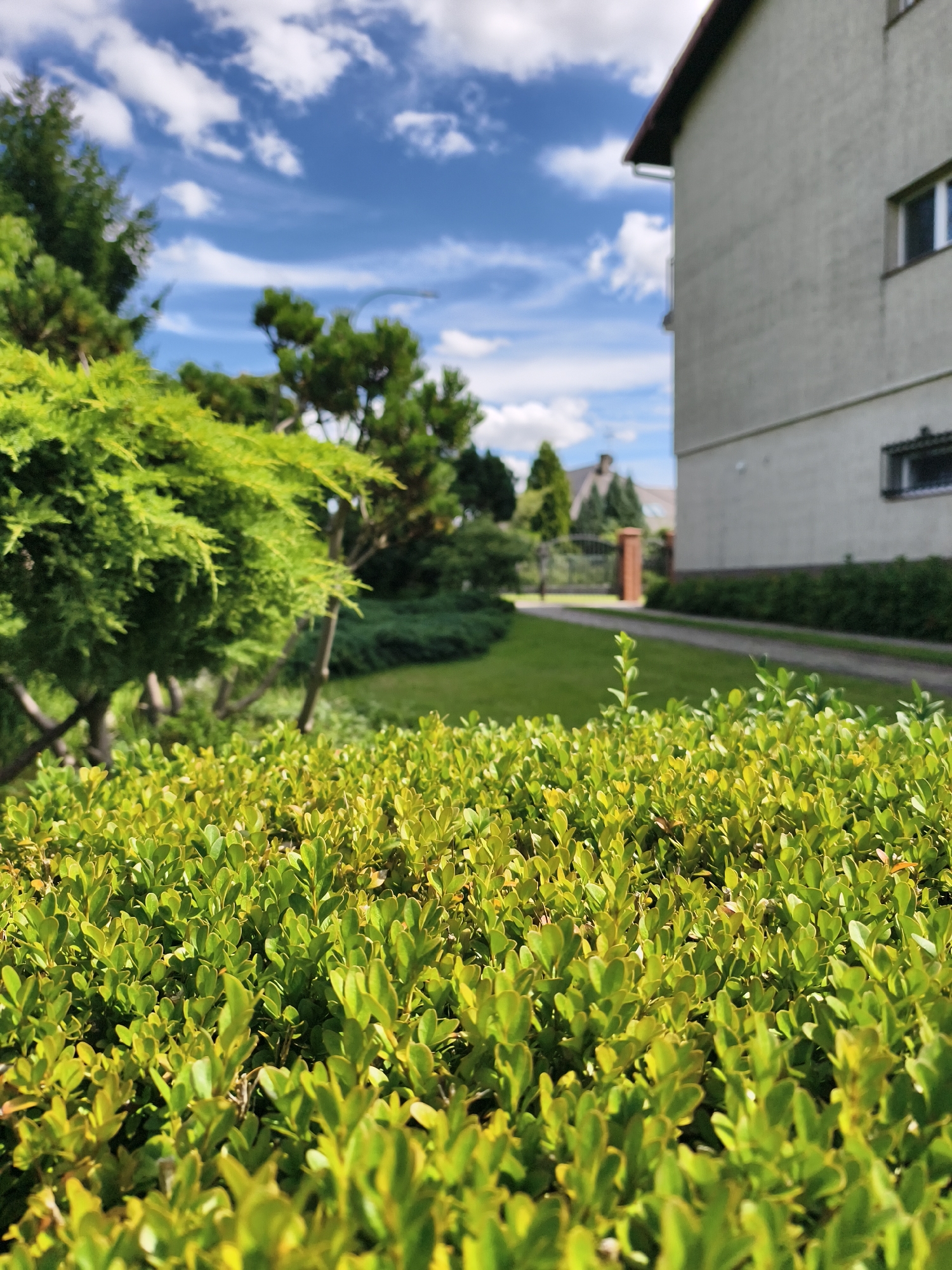 Sun-lit garden greenery in Tczew on a summer afternoon